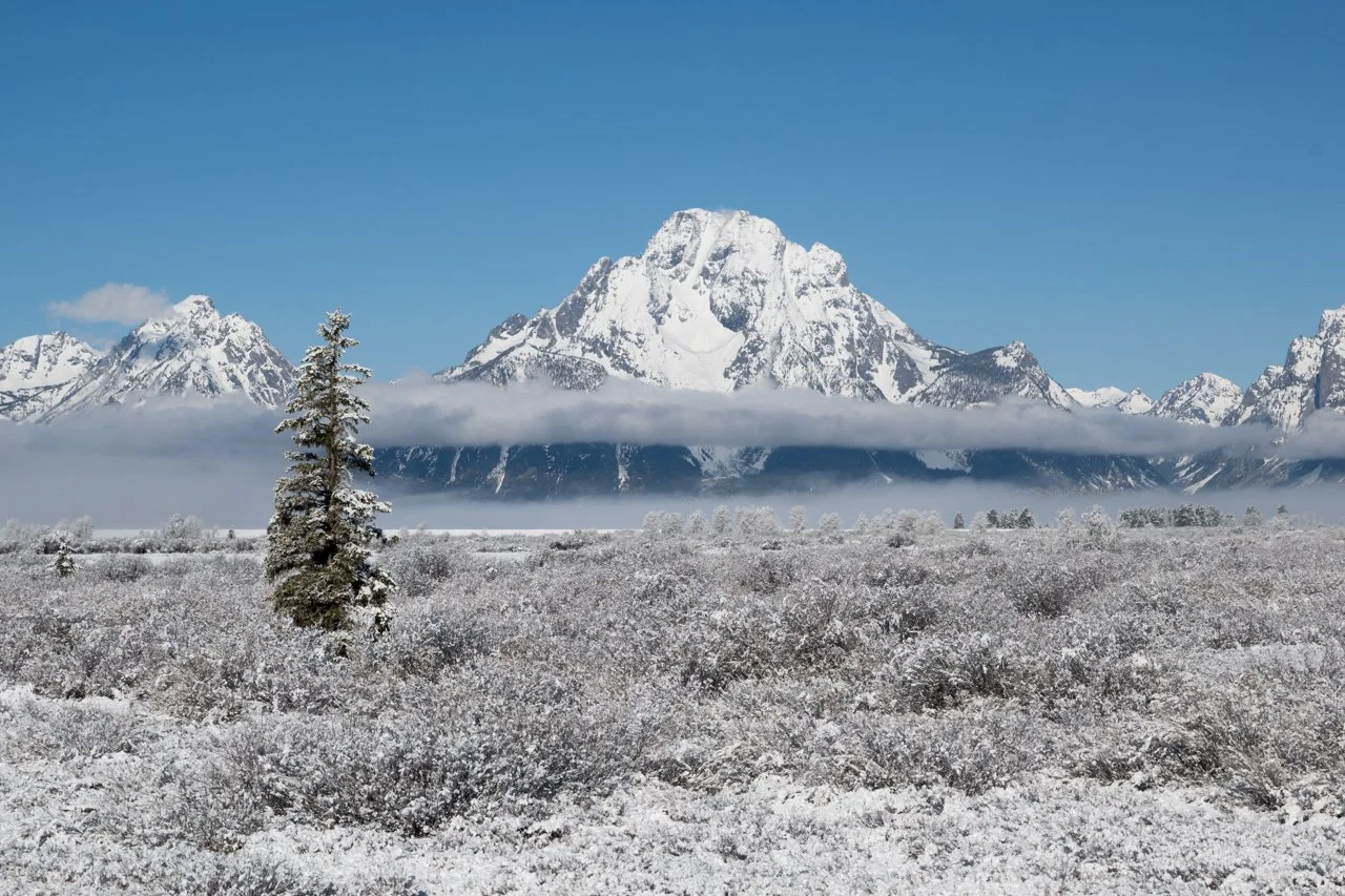 1058 Christmas Tree.JPG