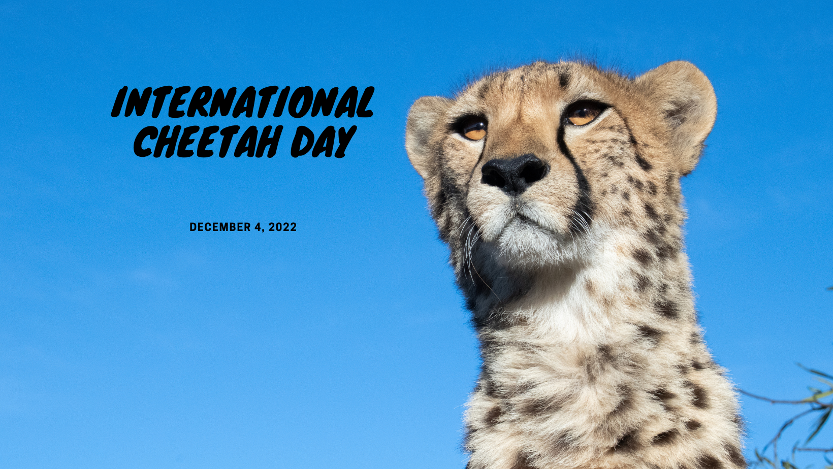 International Cheetah Day