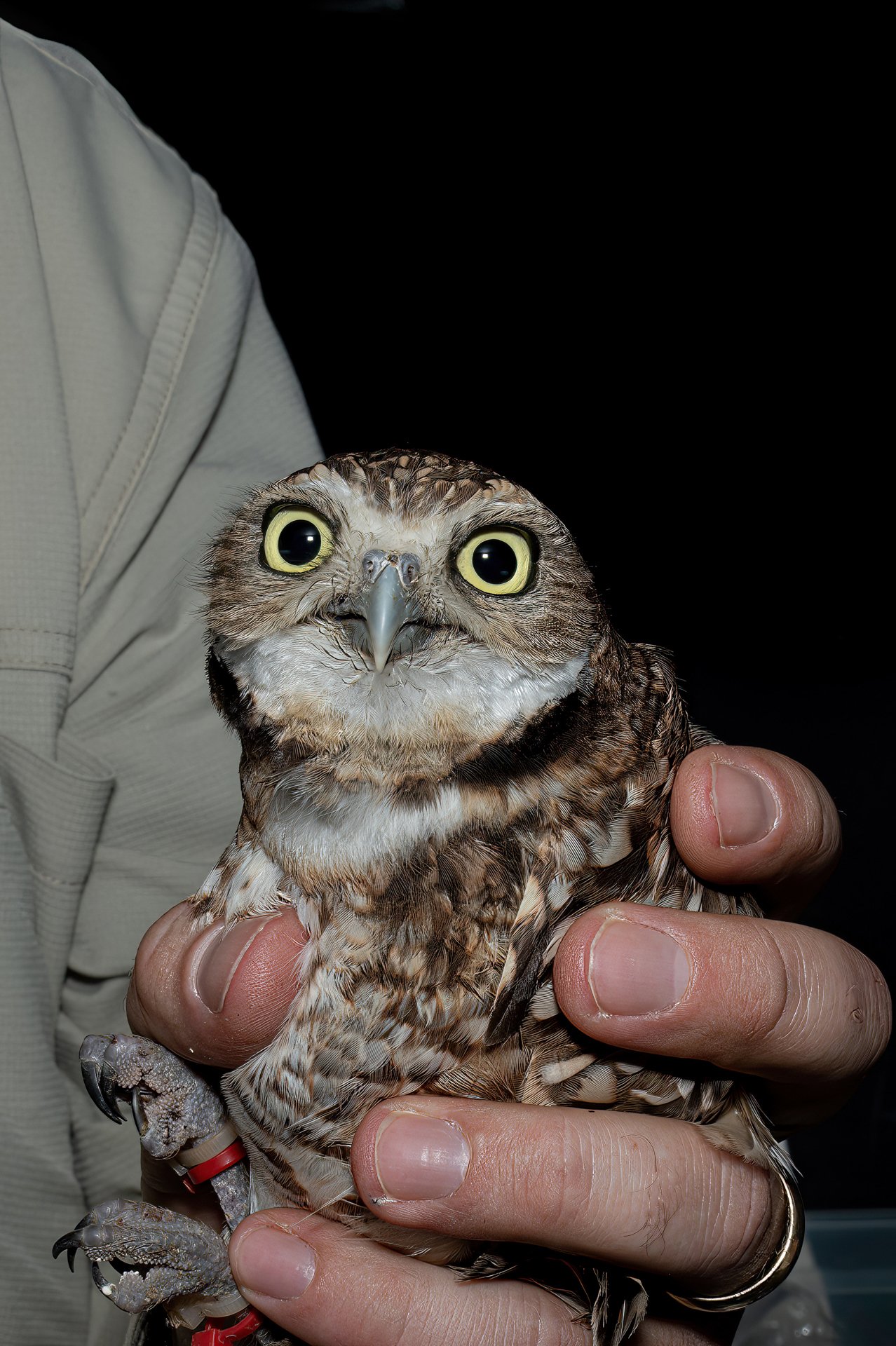 WPY - Banding Burrowing Owls.JPG