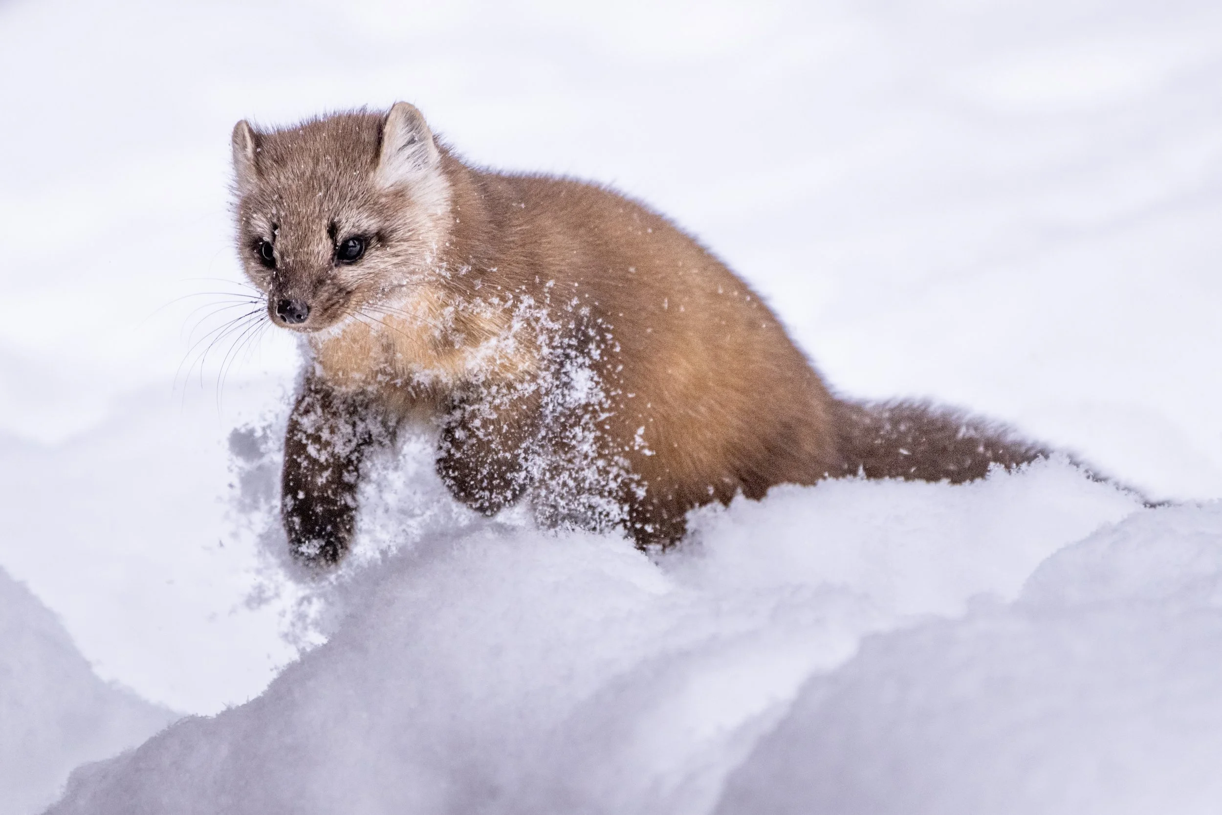 1068 Dashing Through the Snow