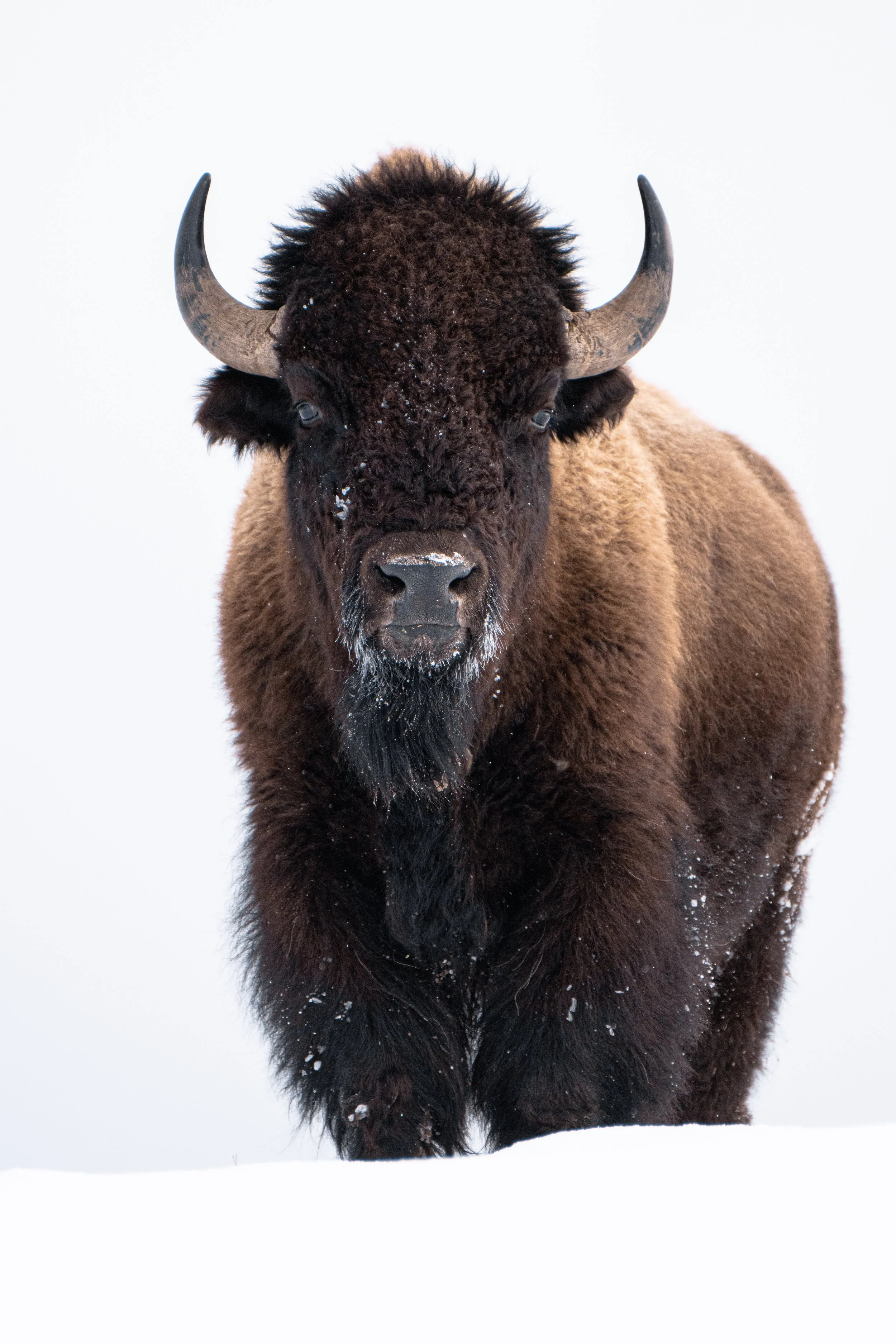 1067 Bison Portrait