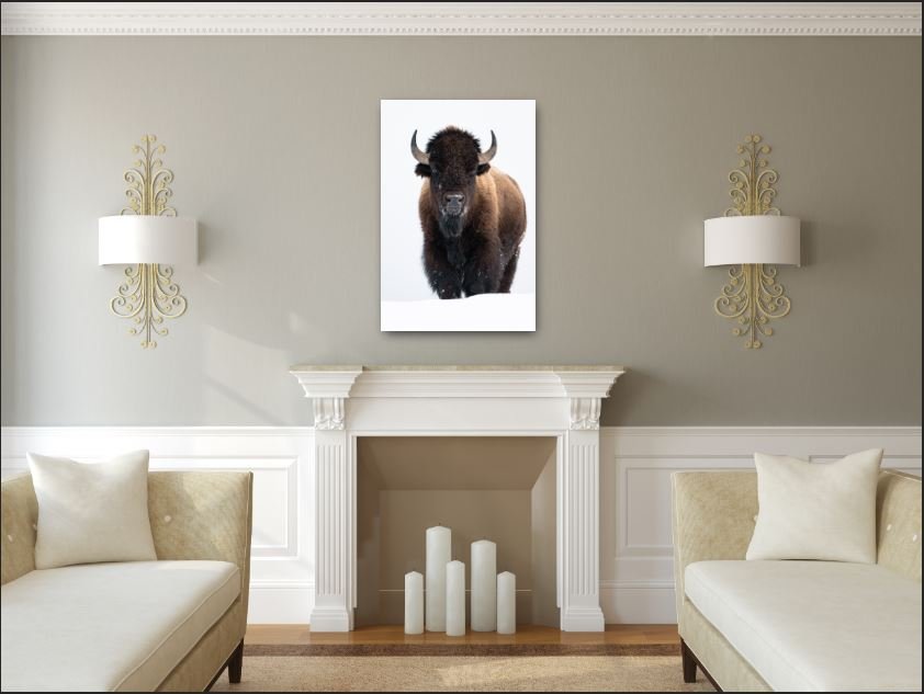 Bison Portrait.JPG
