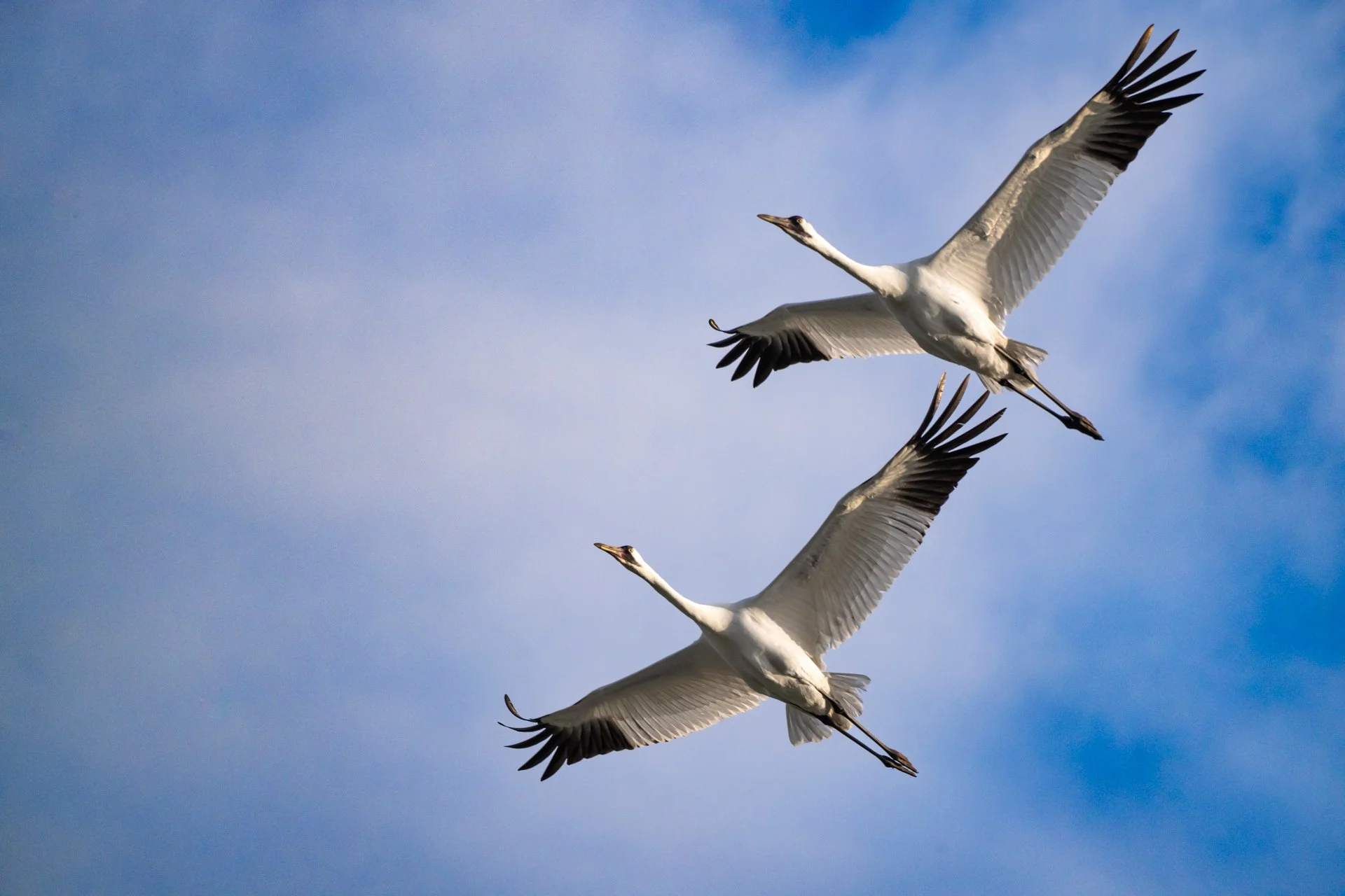 2026 Private Whooping Crane and Gulf Coast Birding Tour