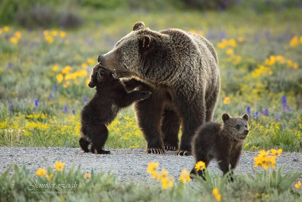 FREE: Photographing the Bears of Grand Teton National Park Webinar