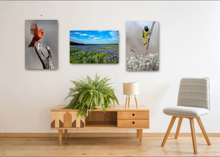 Texas Birds and Blooms