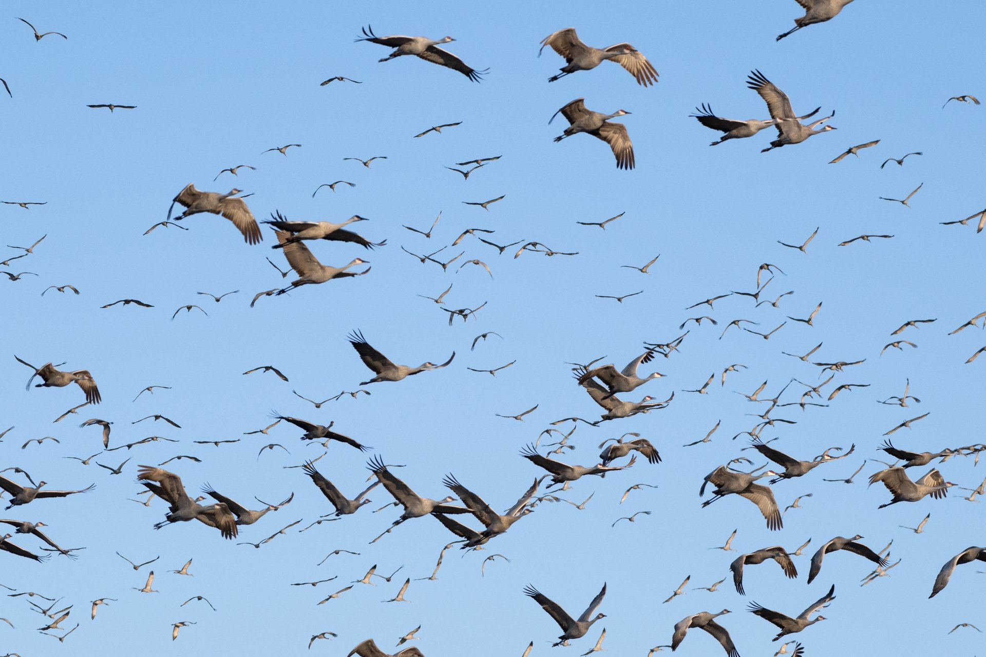 Wildside Sandhill Crane Migration 2023 (2).JPG
