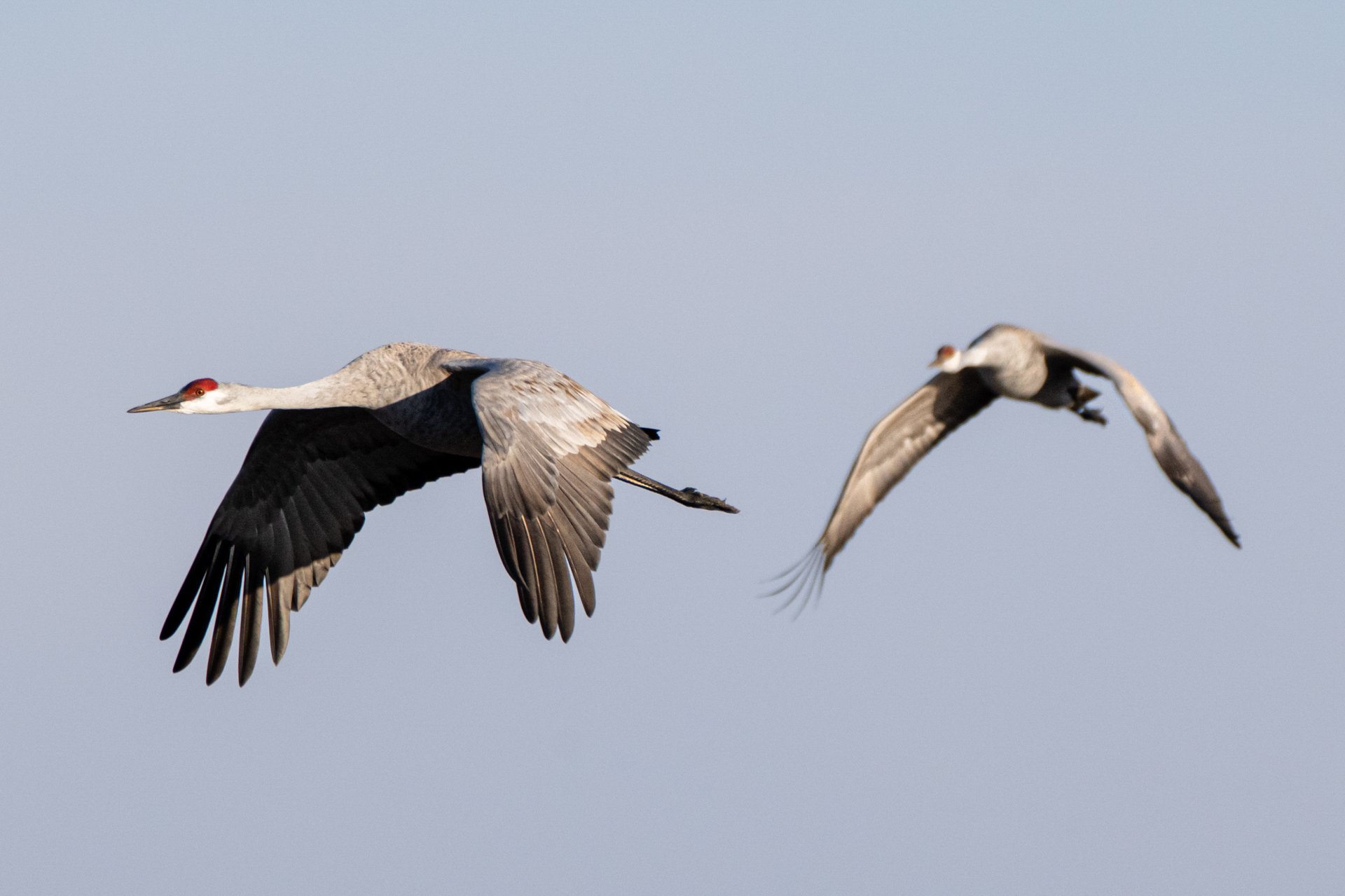 Wildside Sandhill Crane Migration 2023 (60).JPG