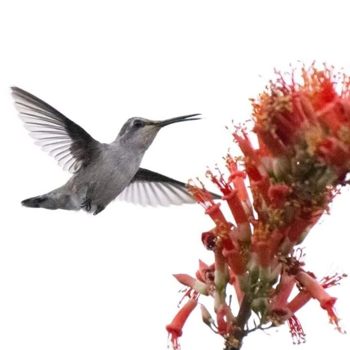 https://www.eastsideaudubon.org/calendar/2023/5/18/photographing-birds-in-flight-workshop

Join me this Thursday May 18th at 7 PM PT for a workshop hosted by the Eastside Audubon Society where I will be teaching you how to photograph birds in flight 