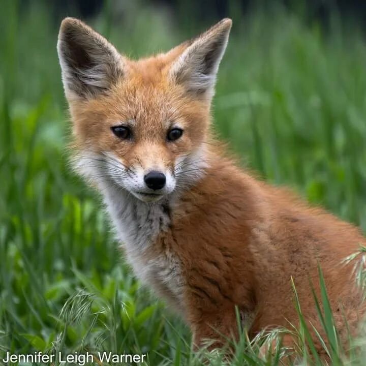 What is the best bird I saw during the Biggest Week in American Birding in Ohio last week while working for Wildside Nature Tours? I have to say hands down, this Red Fox. Ok Ok I know that this fox is in fact not a bird, but seriously, is there anyth
