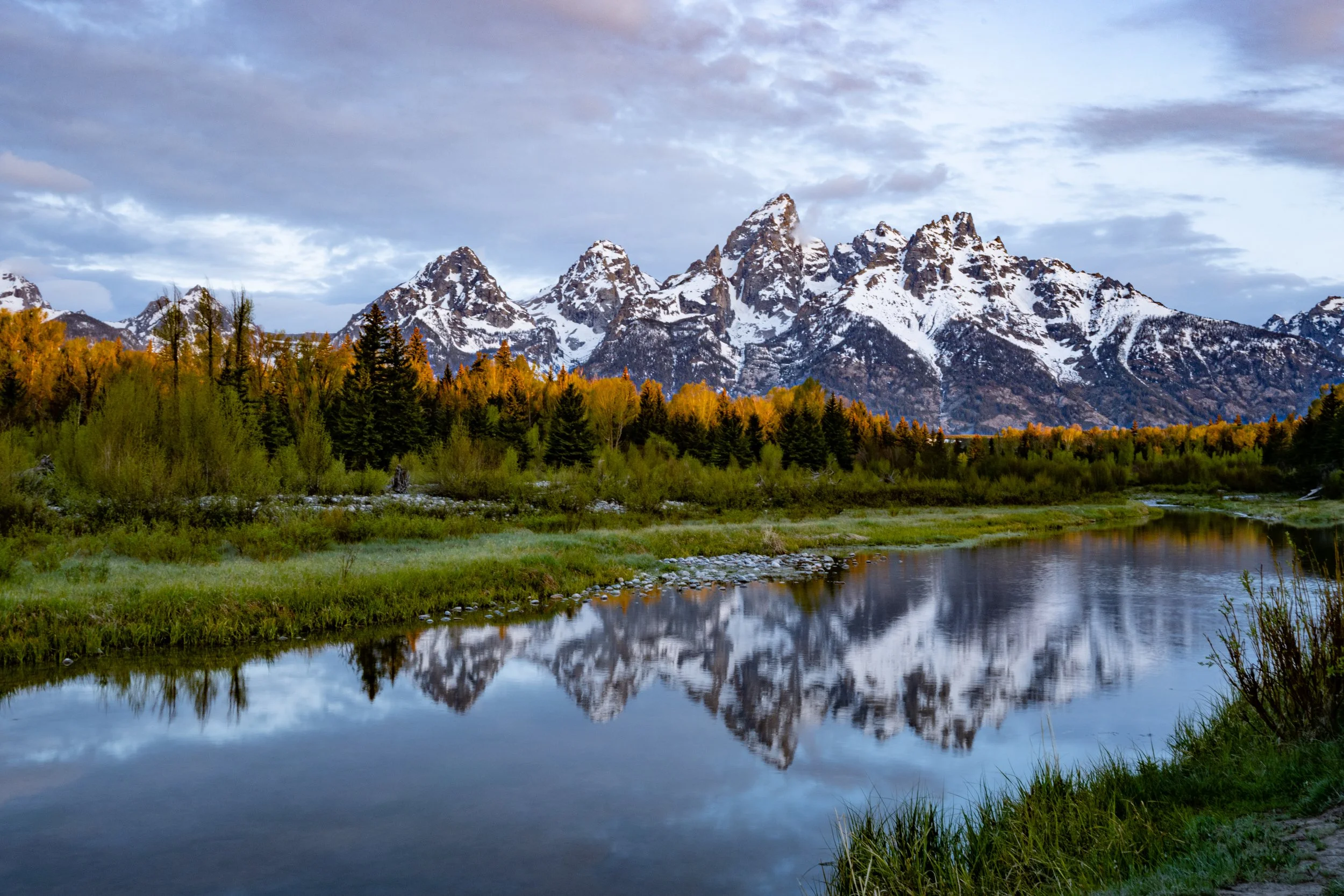 Wildside Nature Tours - Spring Grand Teton National Park Trip Report