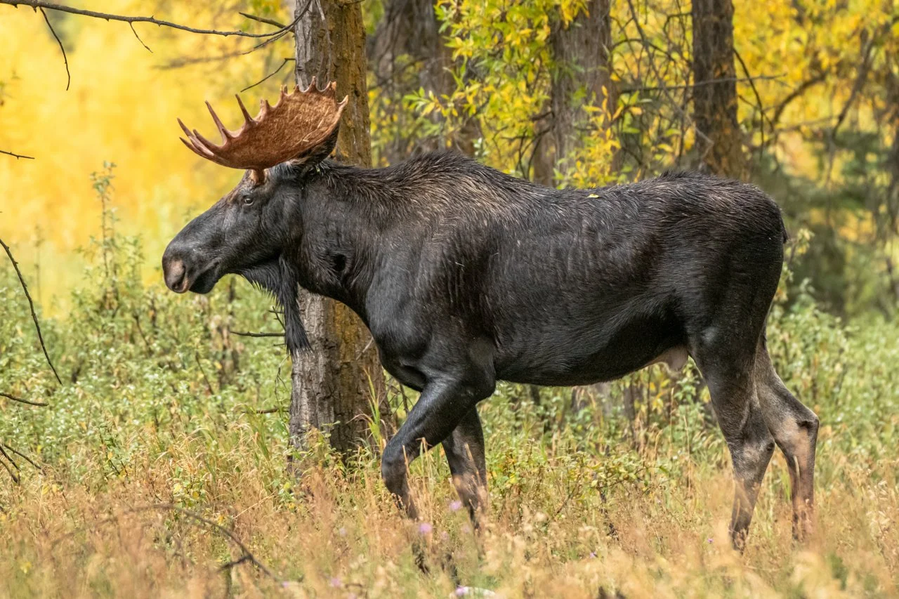 FREE: Fall in Grand Teton National Park Webinar