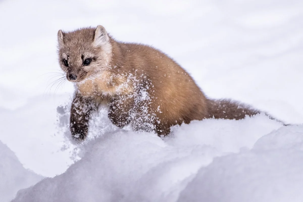 FREE: Body Position, Light, and Angle: Tips for Photographing Wildlife
