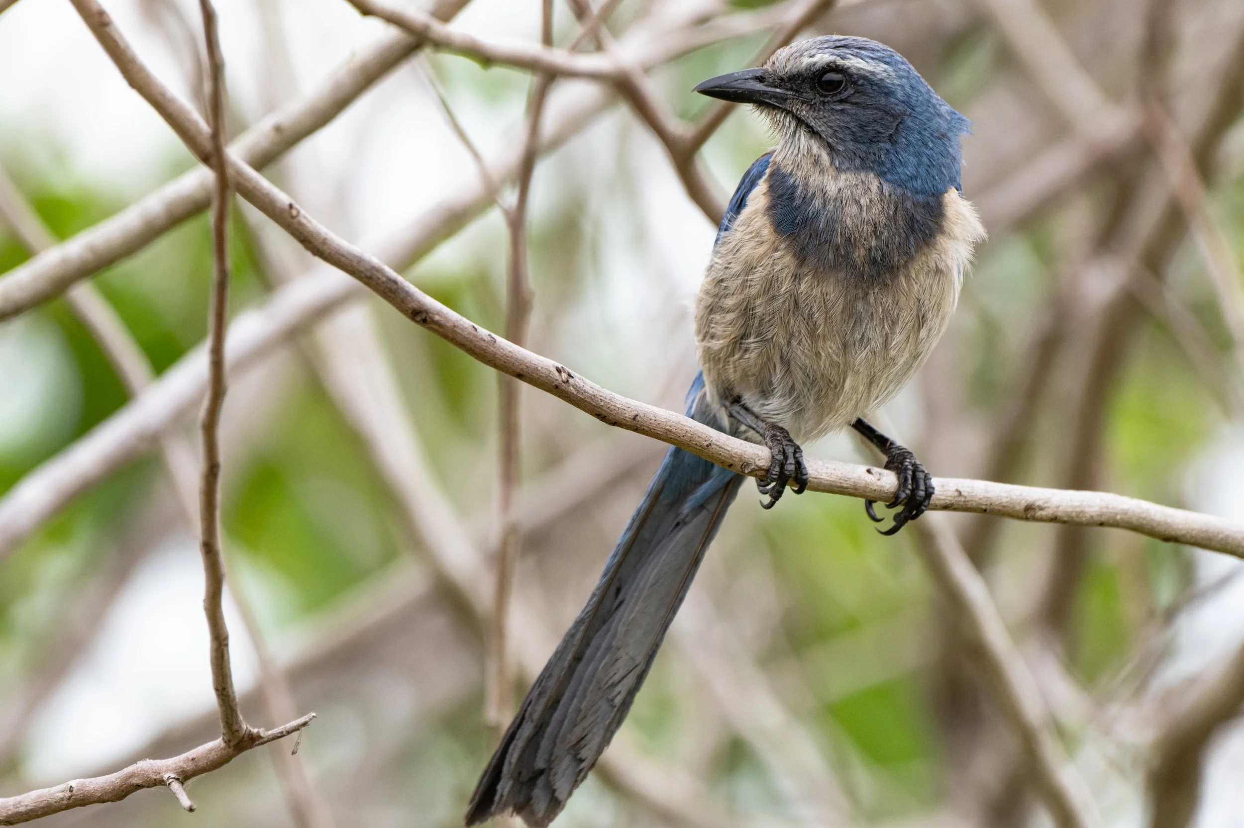 Space Coast Birding &amp; Wildlife Festival 