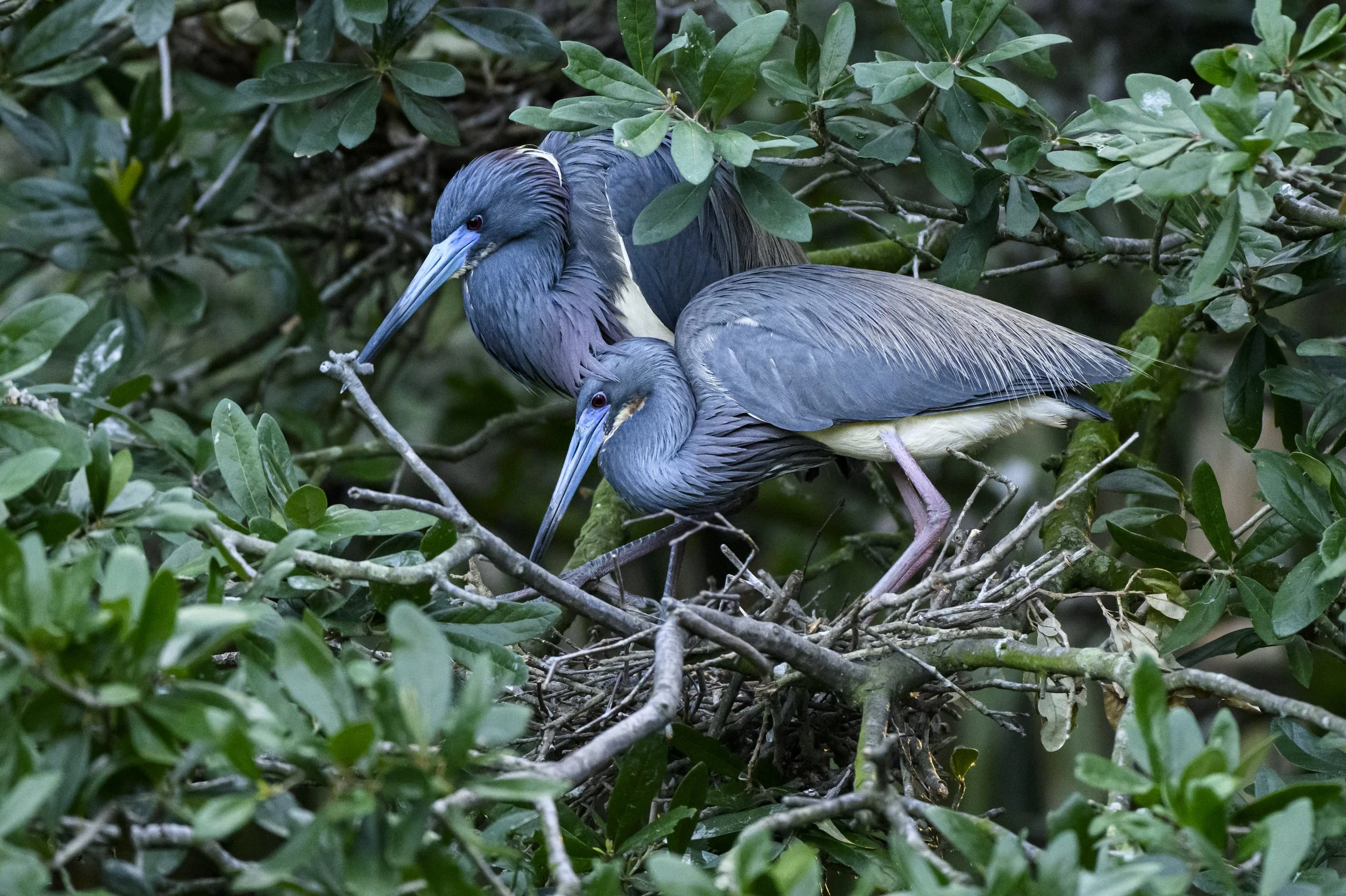 Florida's Birding &amp; Photo Fest 2025