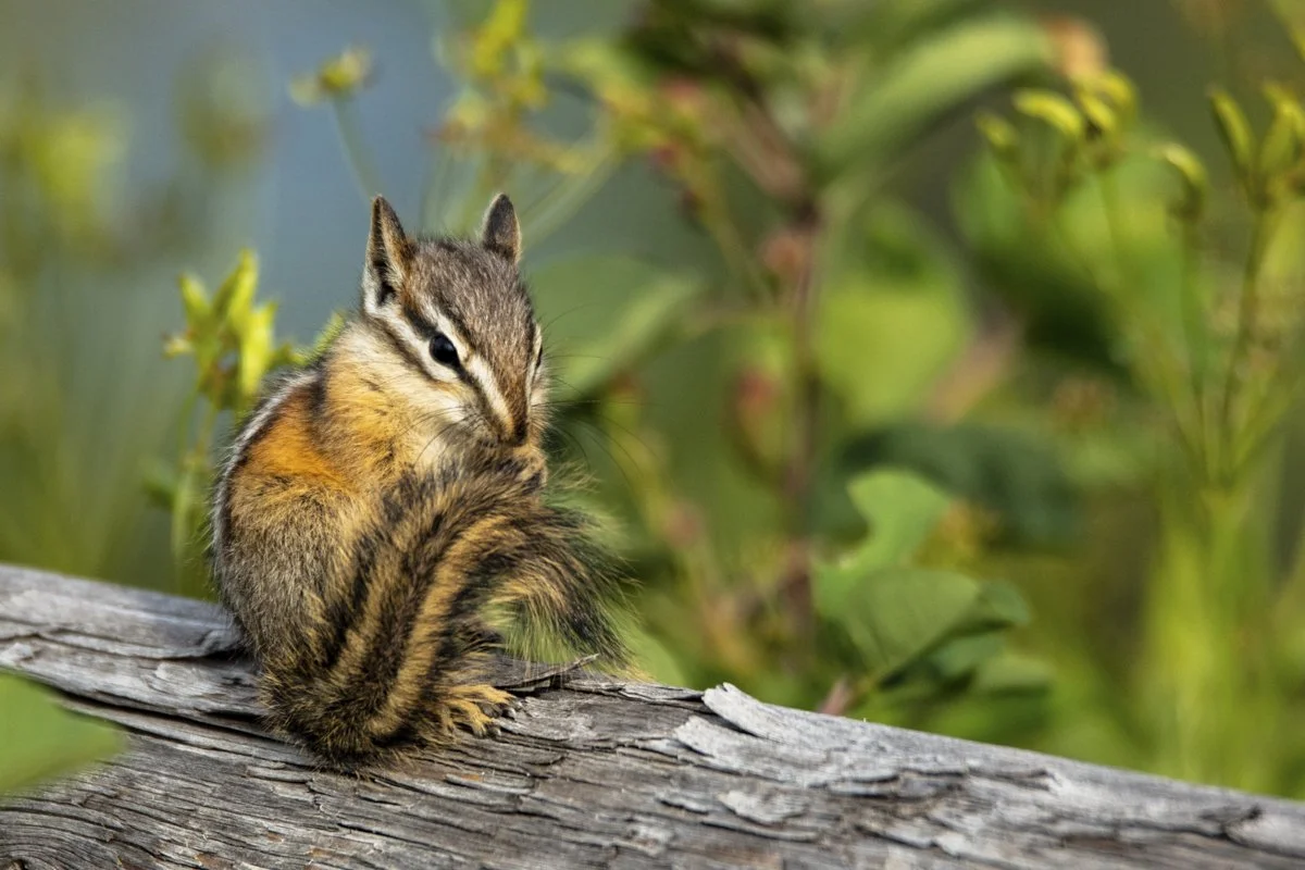YELLOWSTONE: Spring Photography — Experience Wildlife