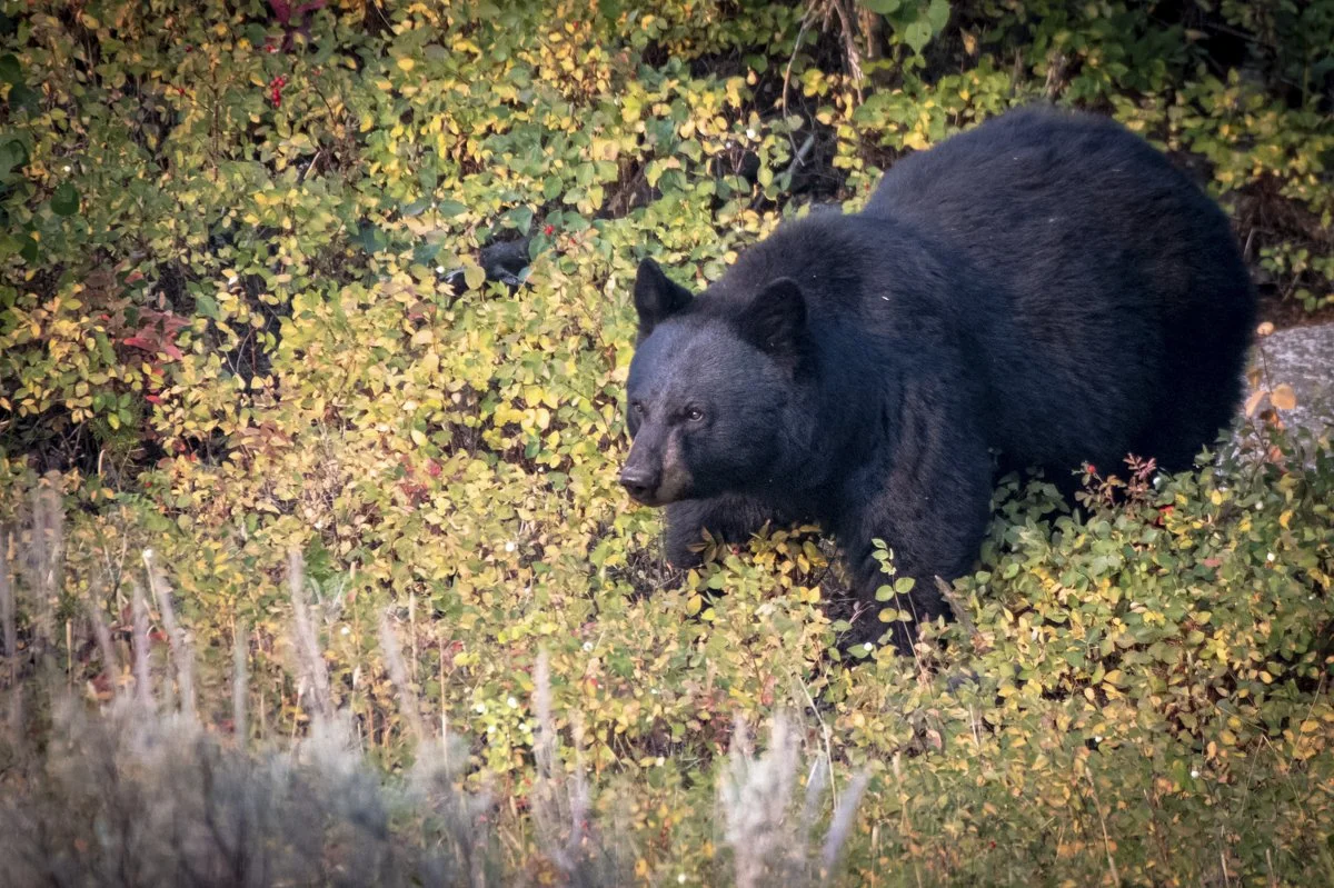 YELLOWSTONE: Spring Photography — Experience Wildlife