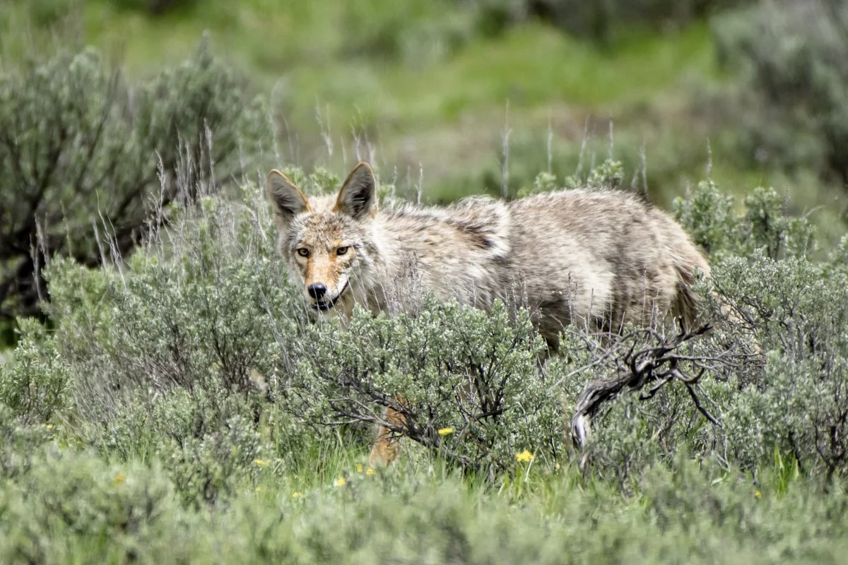 YELLOWSTONE: Spring Photography — Experience Wildlife