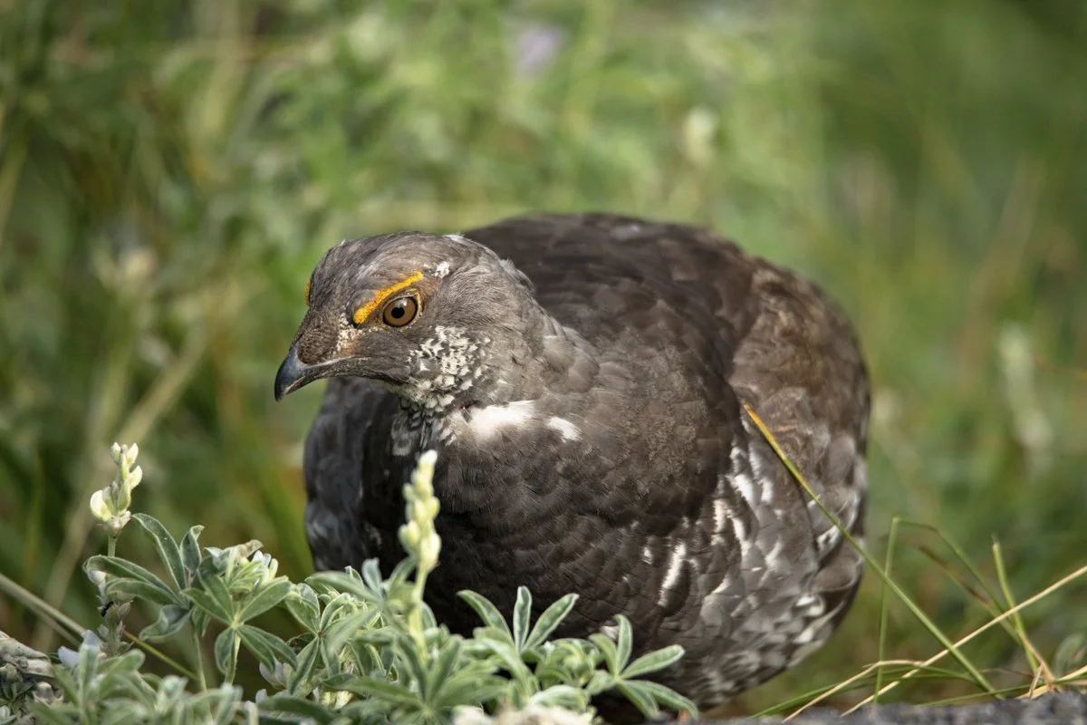YELLOWSTONE: Spring Photography — Experience Wildlife