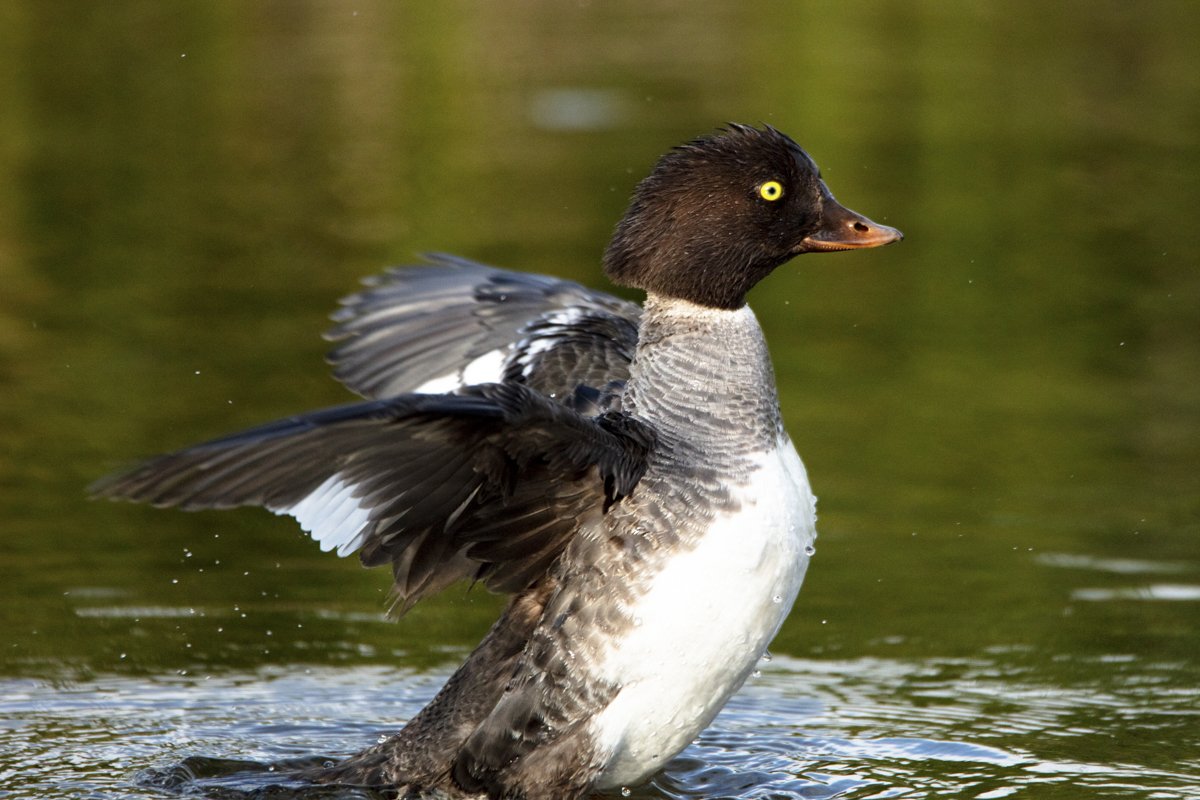 YELLOWSTONE: Spring Photography — Experience Wildlife
