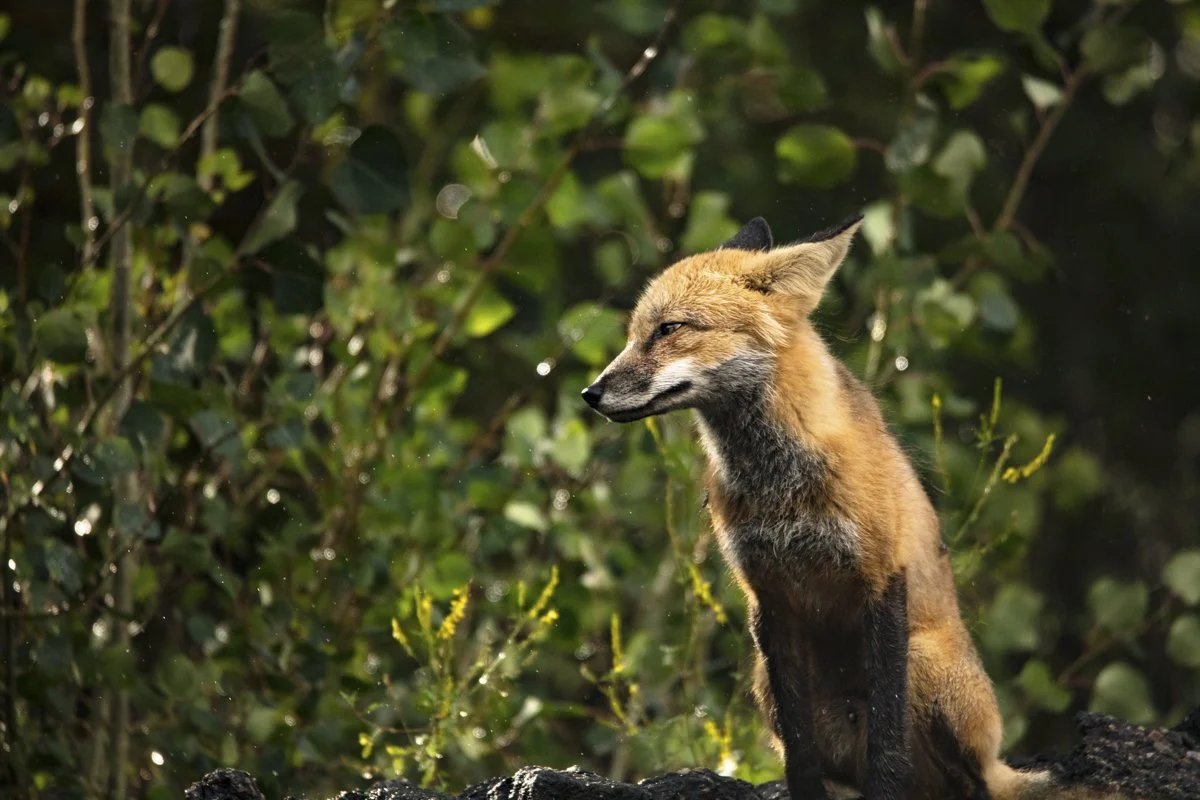 YELLOWSTONE: Spring Photography — Experience Wildlife