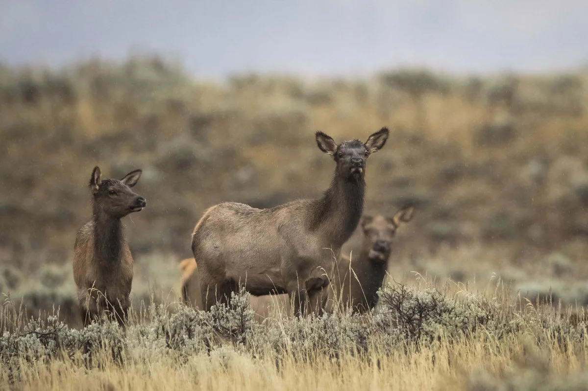 YELLOWSTONE: Spring Photography — Experience Wildlife