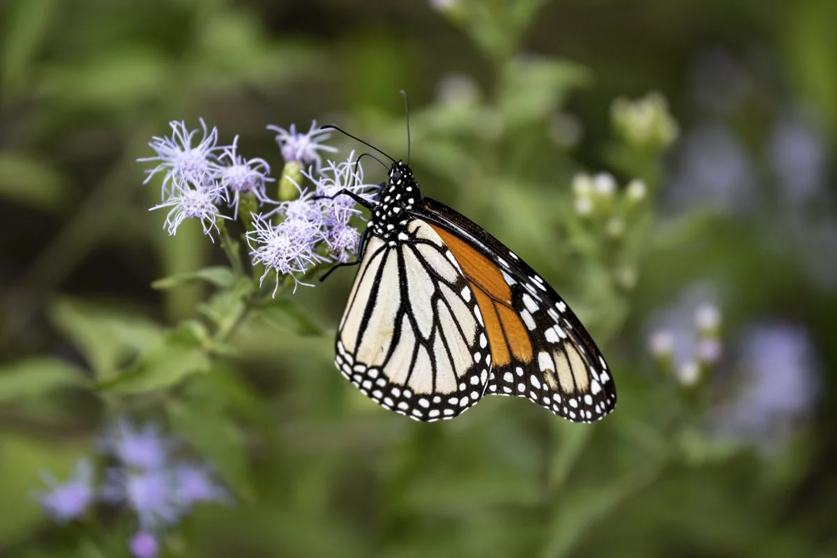 2025 TEXAS Spring Wildflowers Photo Tour — Experience Wildlife