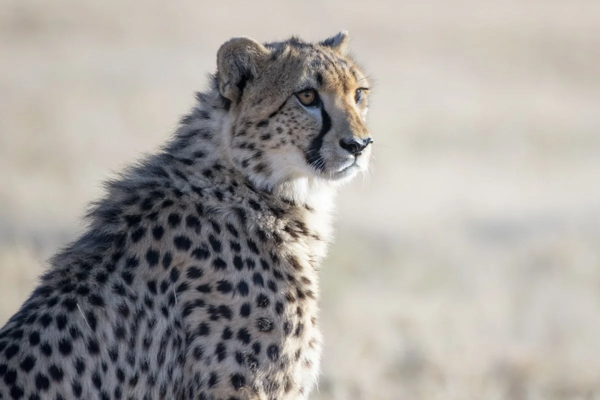 0006 Cheetah Conservation Print