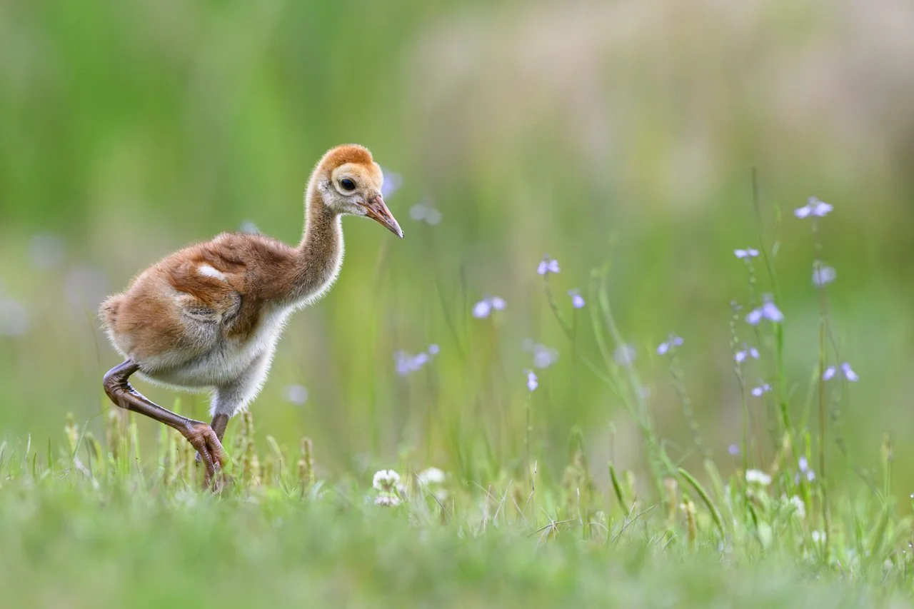 1143 Spring Has Sprung