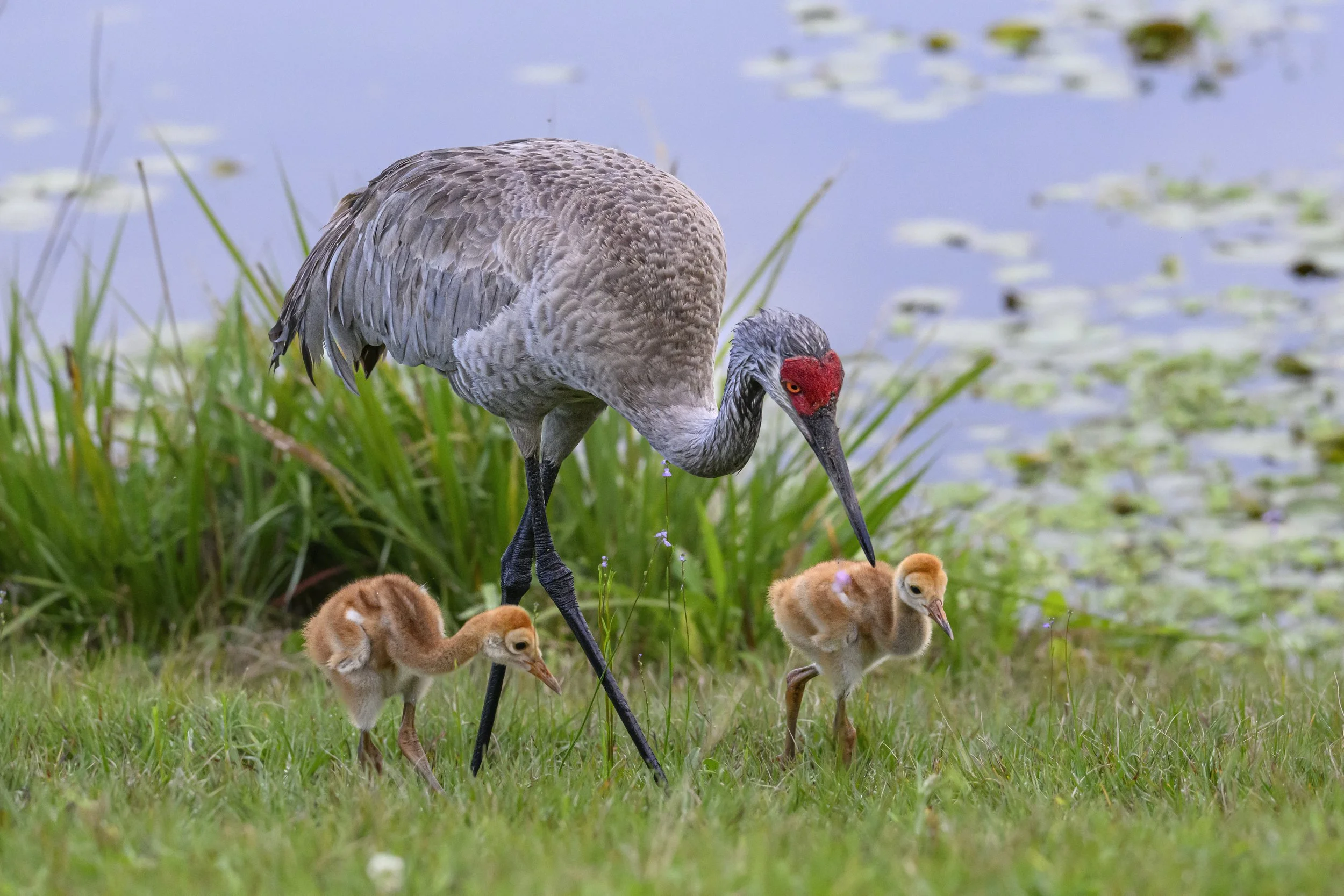 1144 Sandhill Crane Family