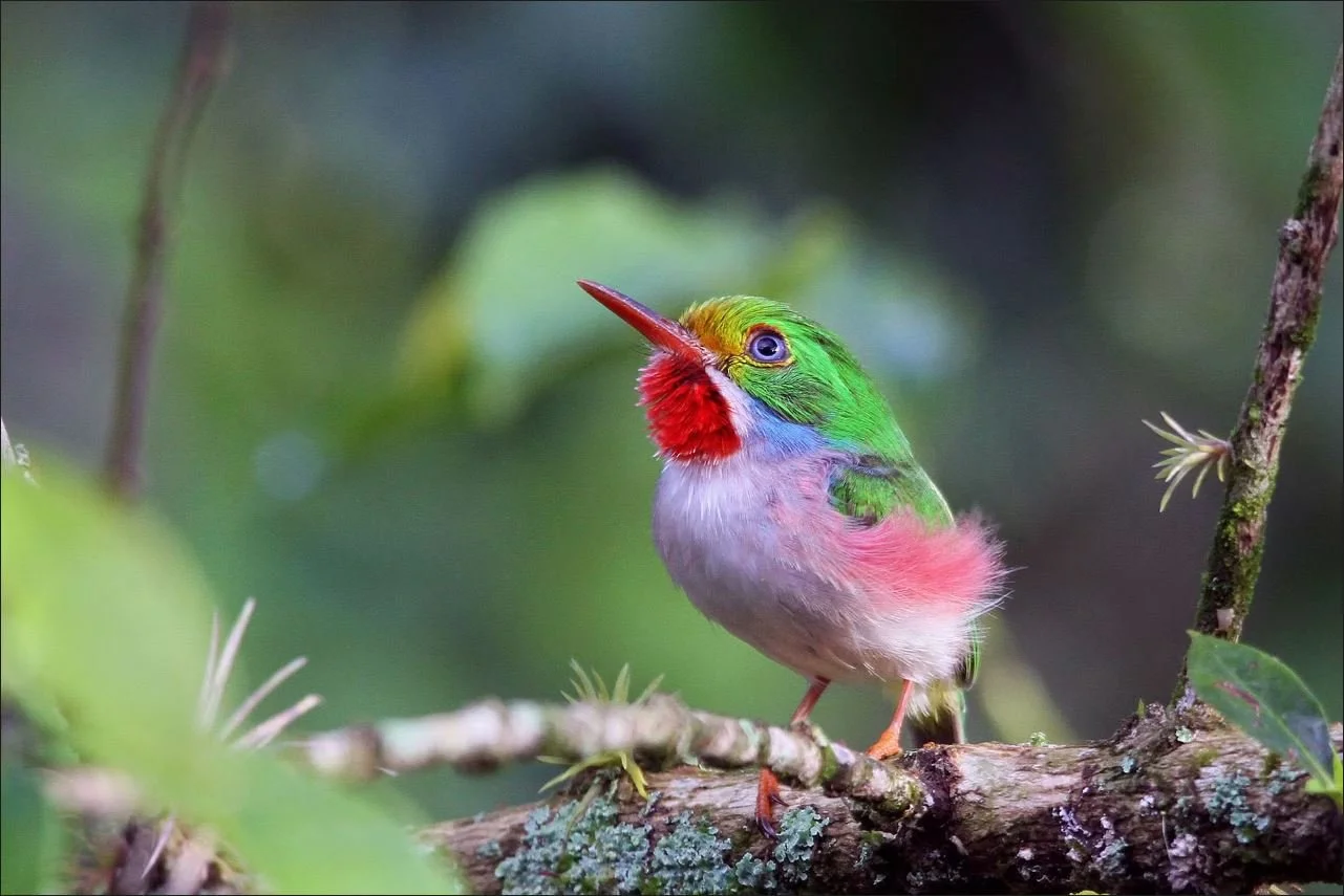 CUBA: Cultural Immersion &amp; Endemic Bird Photography Workshop