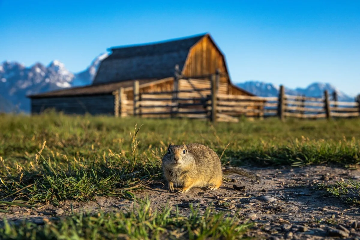 Grand Teton Spring Wildlife Photography Tour 2025 — Experience Wildlife
