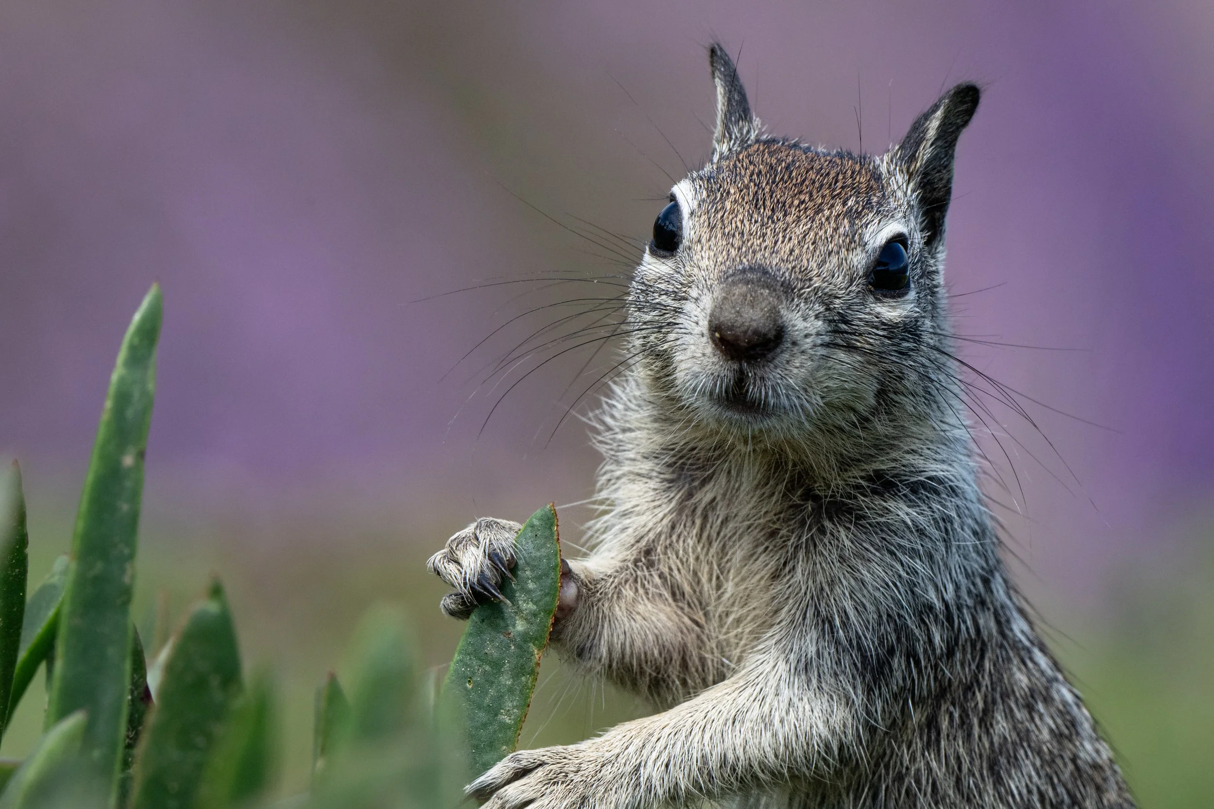 Sun City Nature Club - Presentation