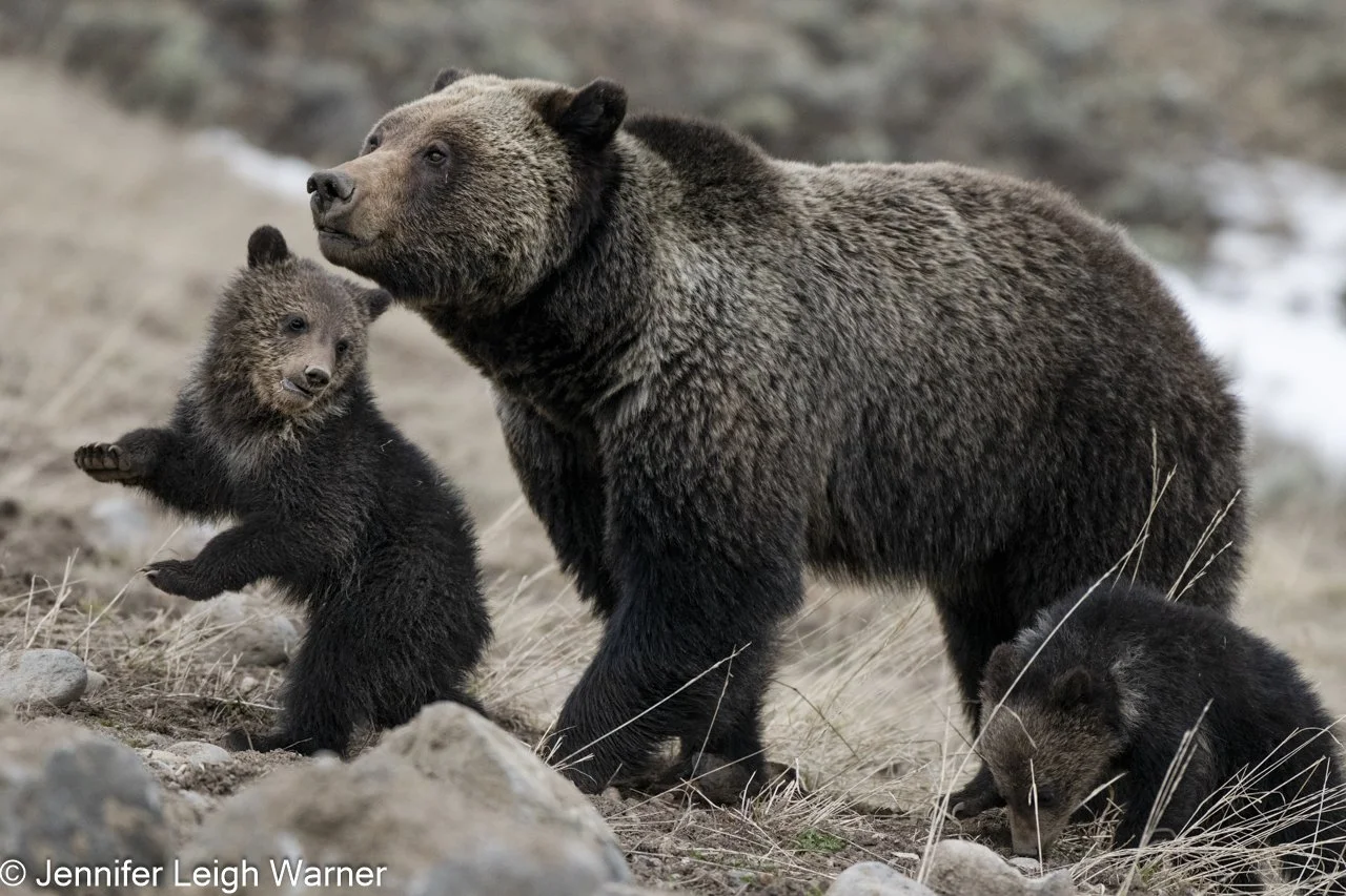 YELLOWSTONE: Bears of the Greater Yellowstone Area 