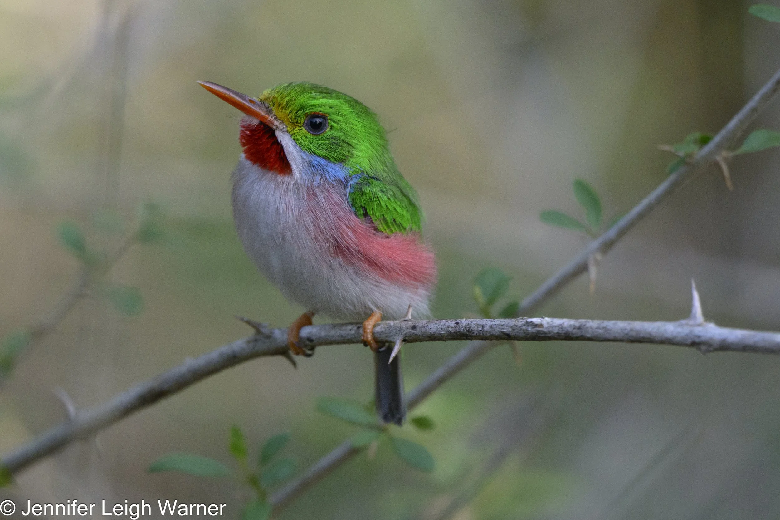 Cornell Bird Academy - Getting Started With Bird Photography Webinar