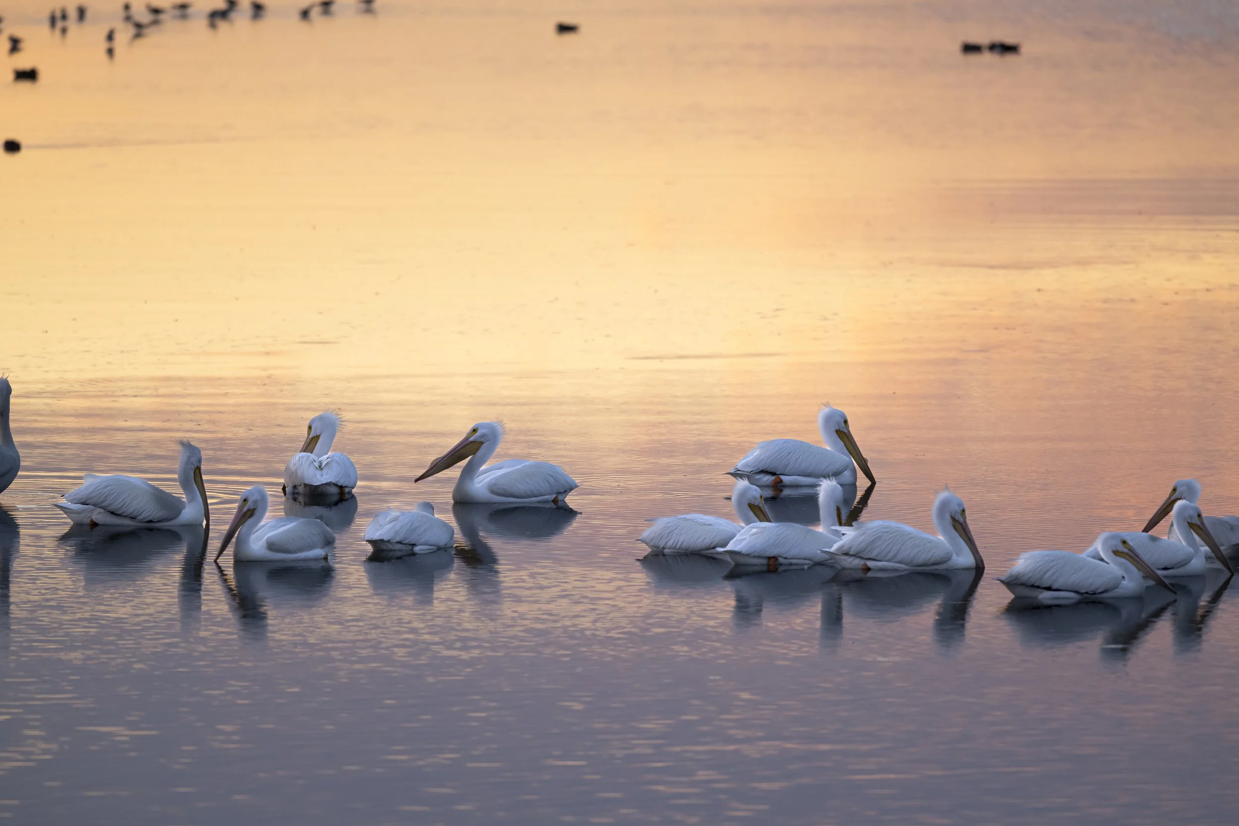 Backlit Birds - Jennifer Leigh Warner (11).JPG