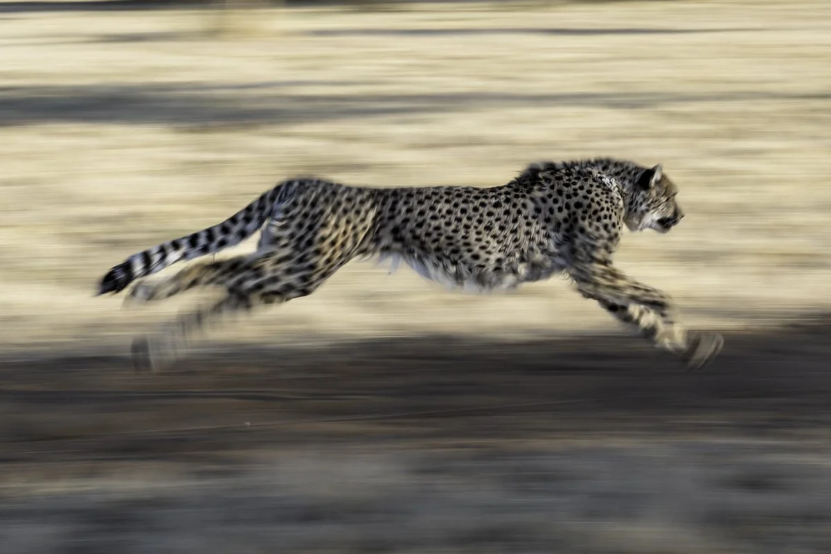 Cheetah Conservation Fund Outrunning Extinction.jpg