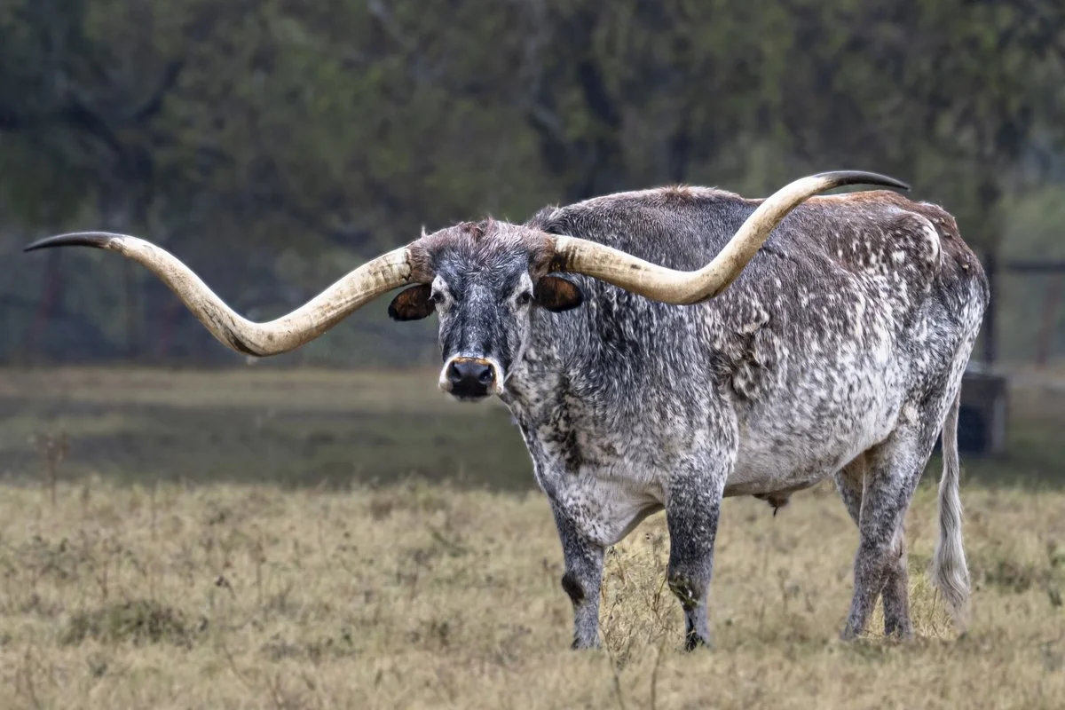 JLW - Texas Spring Wildflower Tour (15).JPG