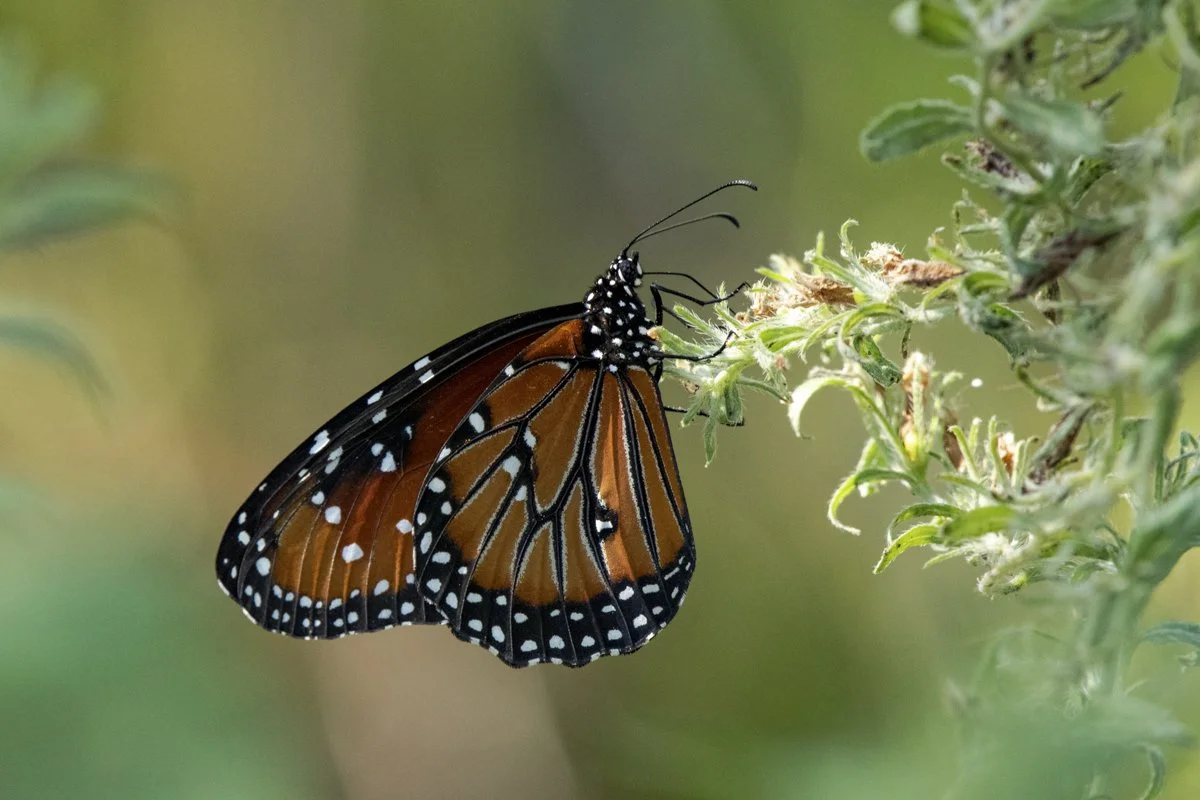 JLW - Texas Spring Wildflower Tour (30).JPG