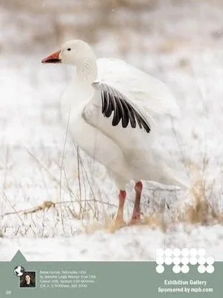 Wild Planet Photo Magazine