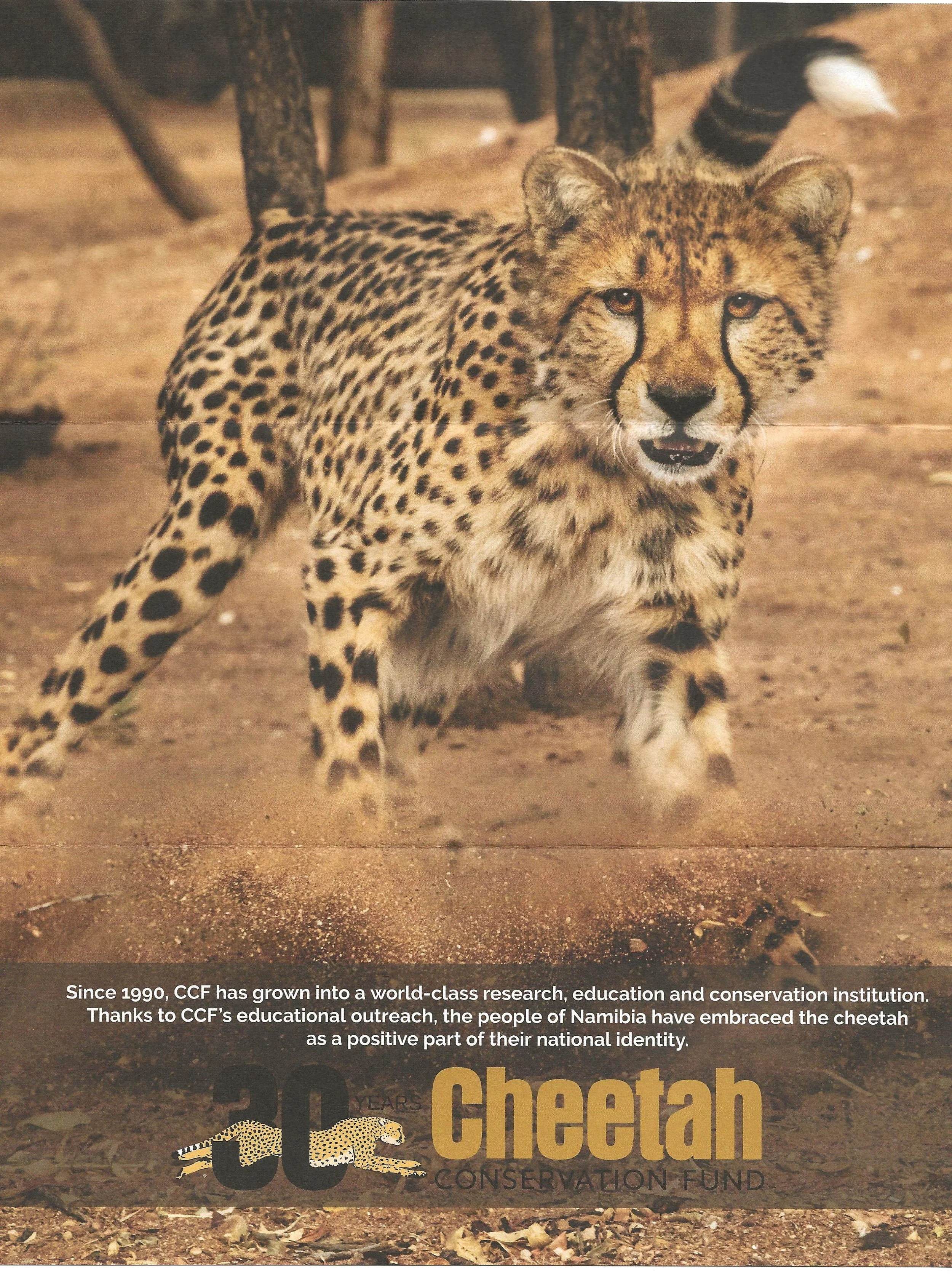 Cheetah Conservation Fund Newsletter