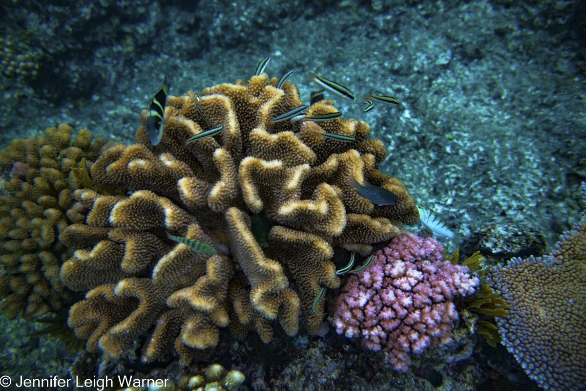 Australia: Great Barrier Reef and Beyond