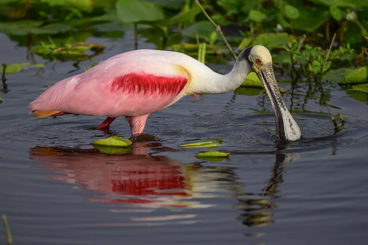 Central Florida Birds Private Tour
