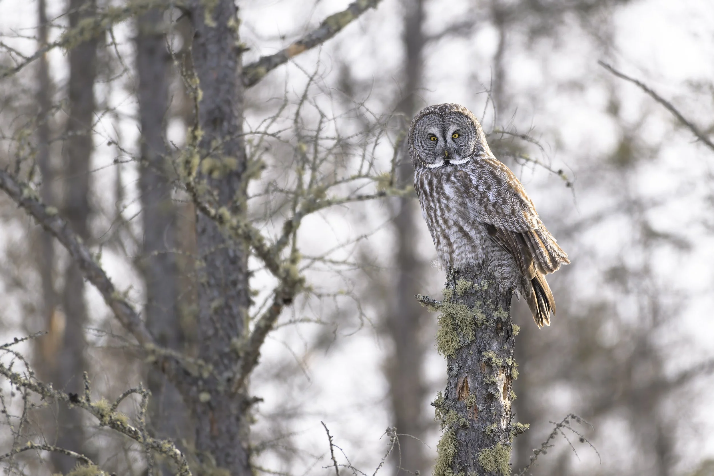 Owls and Winter Birds of Sax-Zim Bog NANPA Photo Tour 2