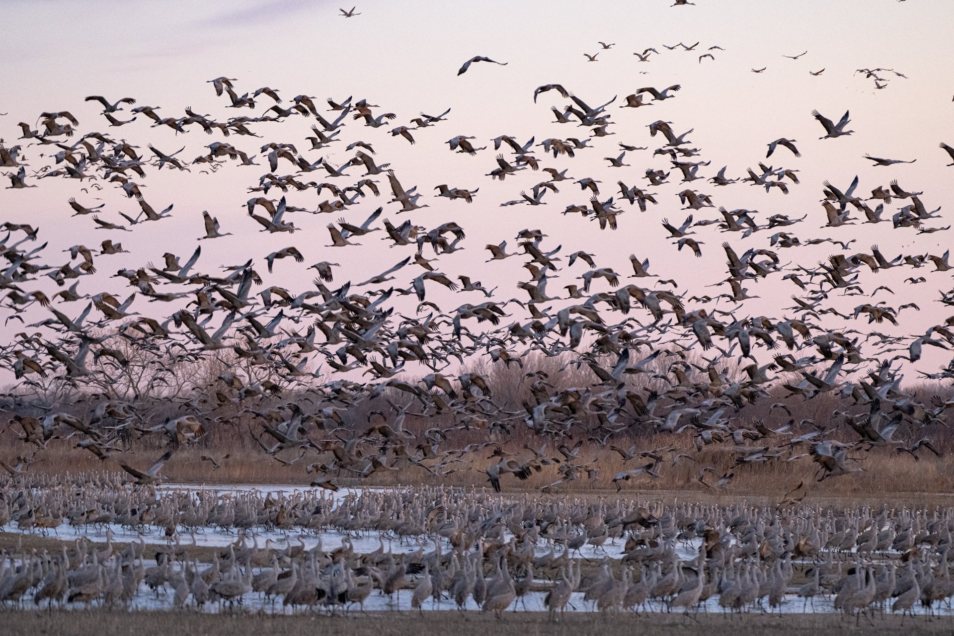 Nebraska – Sandhill Crane Migration 2026