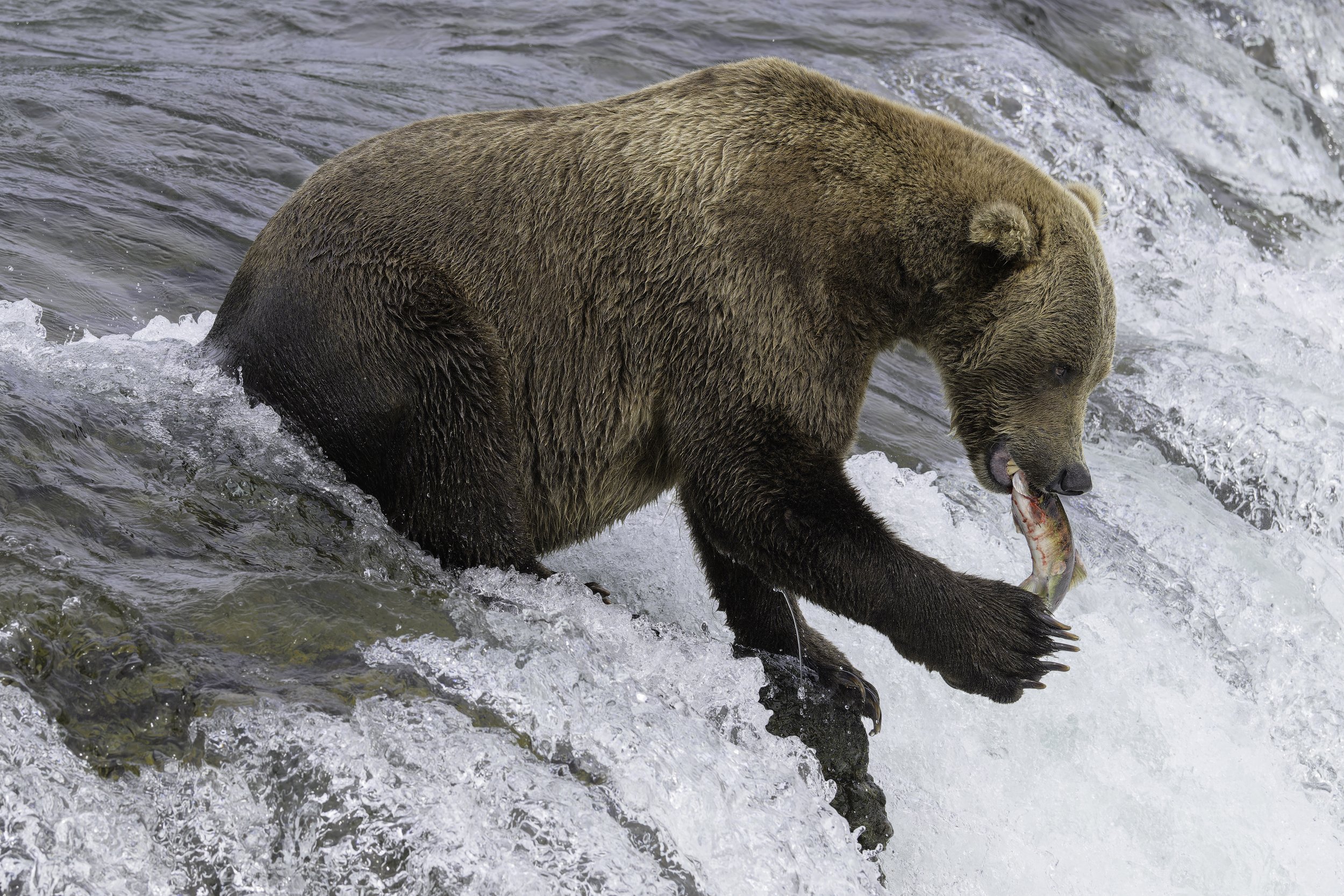 Alaskan Brown Bear Photo Adventure
