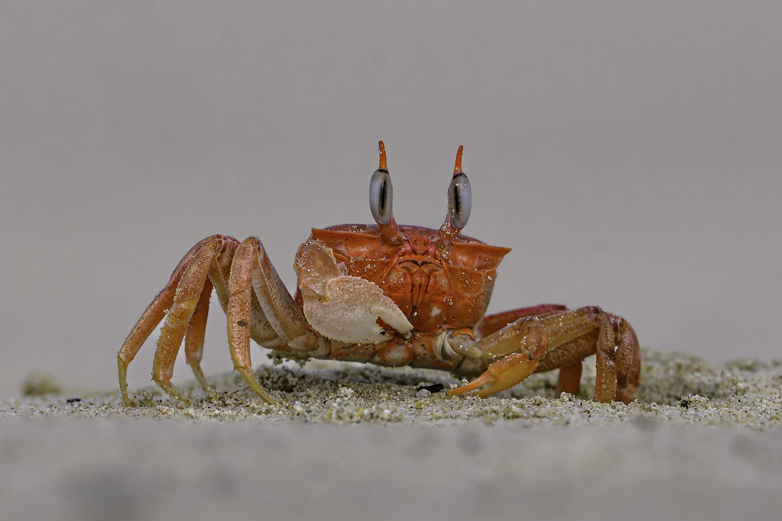 GALAPAGOS: Wildlife & Photography Adventures