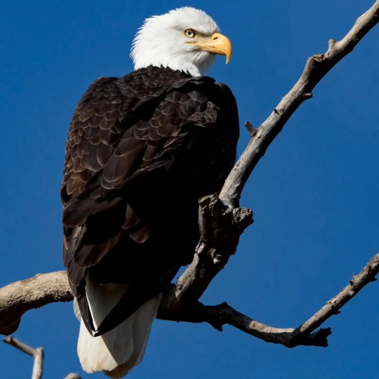 Thank you for your service to all the brave men and women on this Veteran's Day.