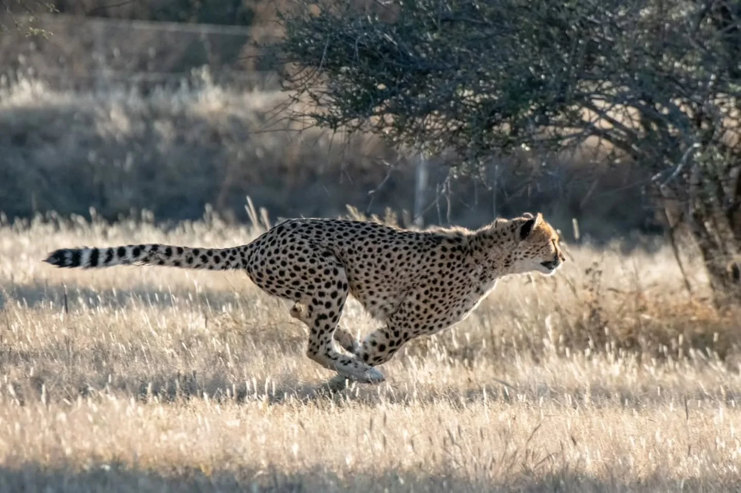 As part of our commitment to cheetah conservation we have created a 2026 Wall Calendar for the Cheetah Conservation Fund (CCF) just in time for the holiday season. Each month features a different cheetah image and information about how the Cheetah Co