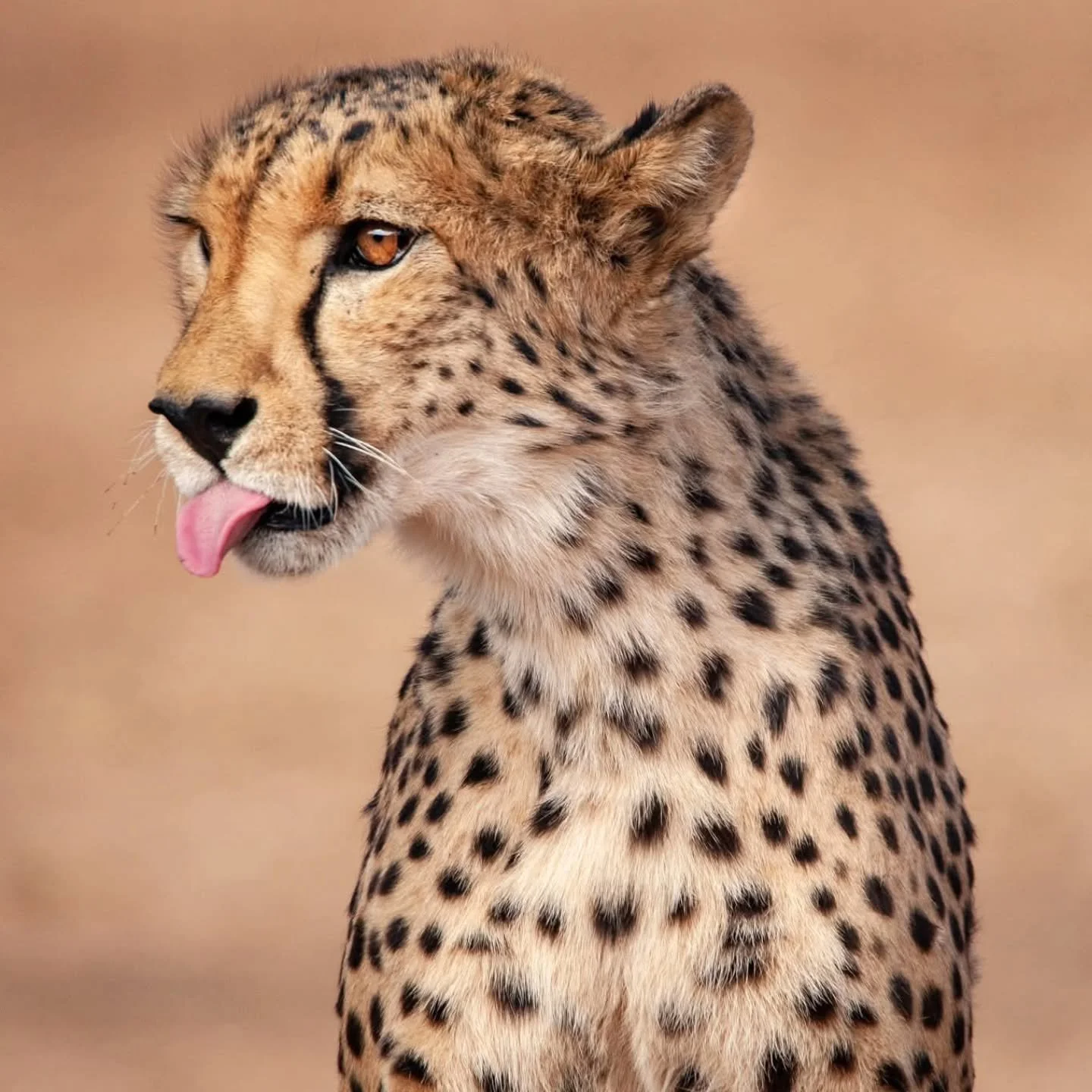 As part of our commitment to cheetah conservation we have created a 2026 Wall Calendar for the Cheetah Conservation Fund (CCF) just in time for the holiday season. Each month features a different cheetah image and information about how the Cheetah Co