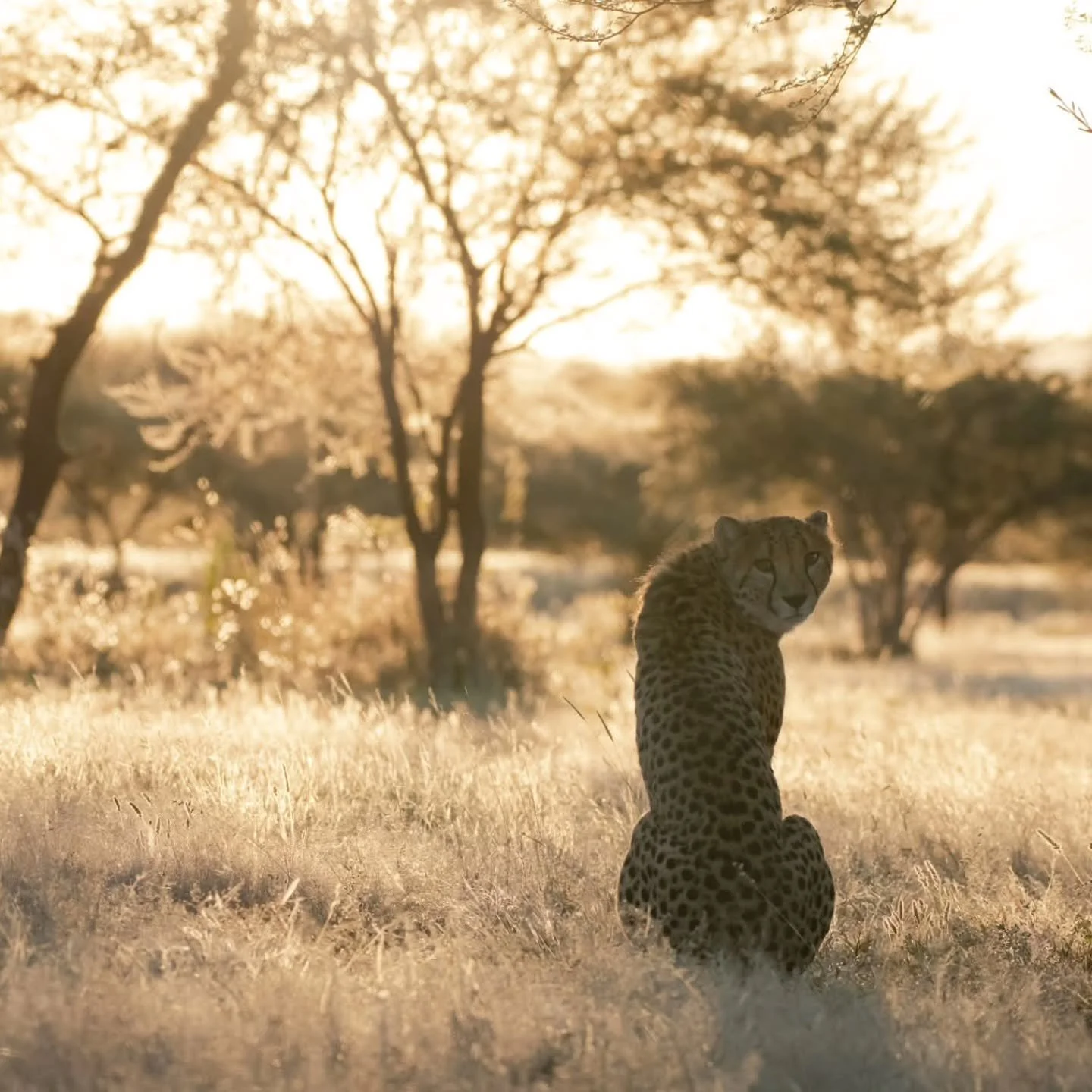 As part of our commitment to cheetah conservation we have created a 2026 Wall Calendar for the Cheetah Conservation Fund (CCF) just in time for the holiday season. Each month features a different cheetah image and information about how the Cheetah Co